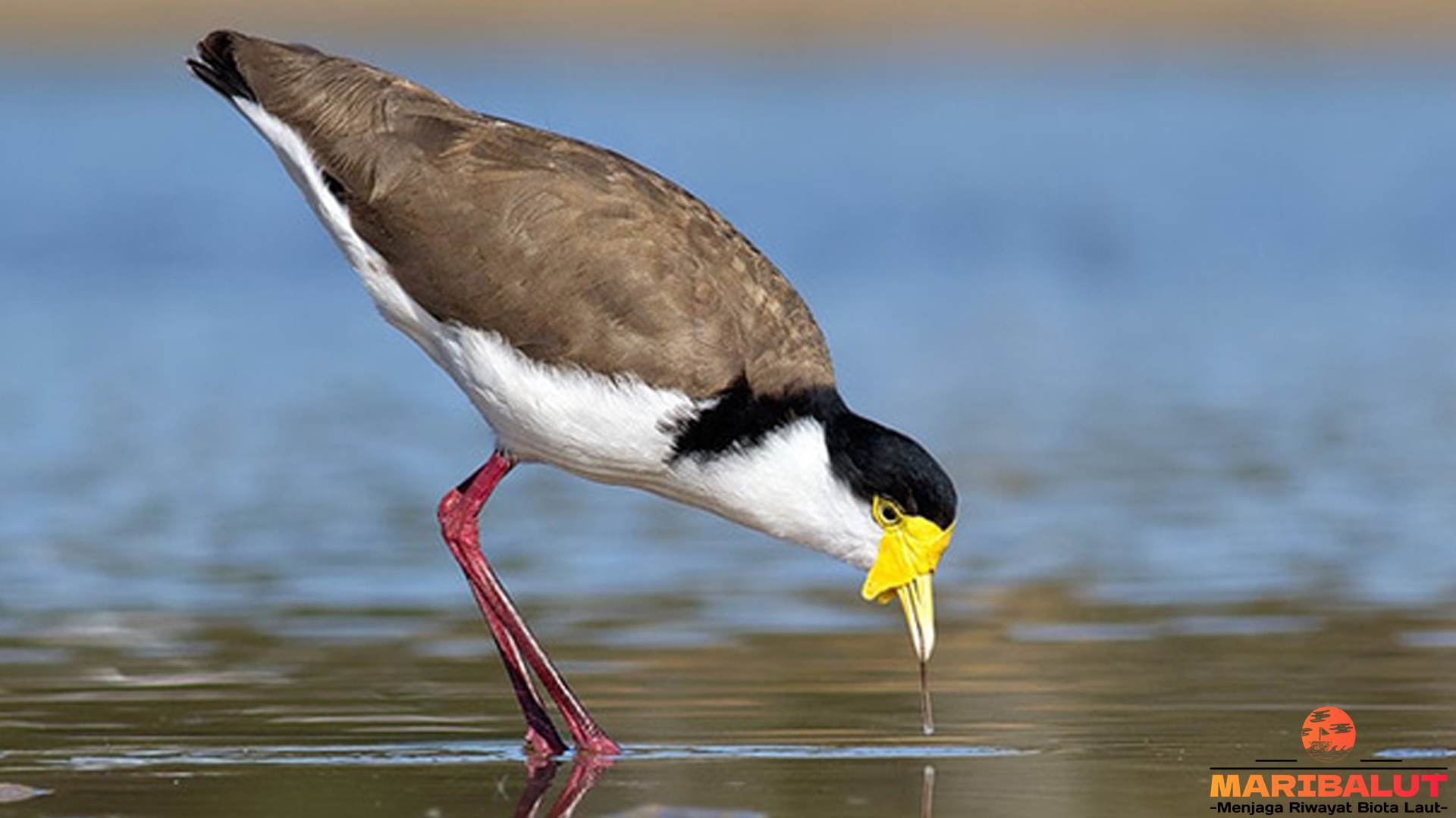 Menariknya Trulek dan 5 Hal Unik yang Bikin Burung Ini Berbeda