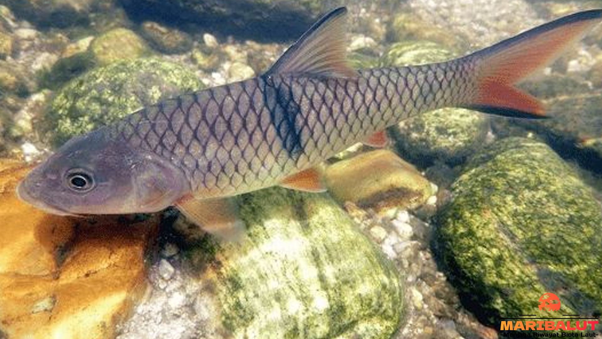 Dari Sungai Tropis, 5 Rahasia Perilaku Predator Ikan Hampala