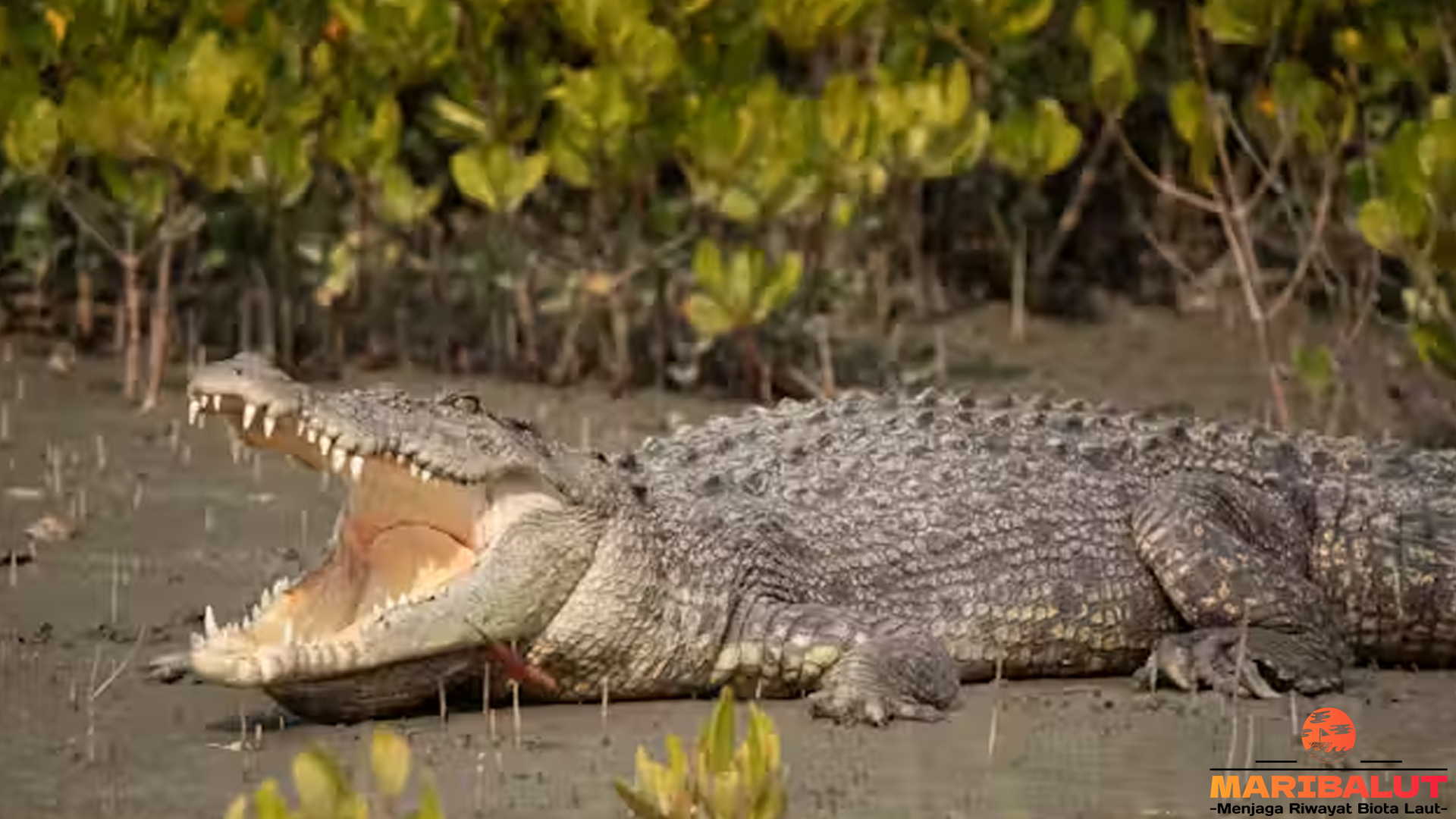 4 Perilaku Buaya Muara yang Menakjubkan dan Jarang Diketahui
