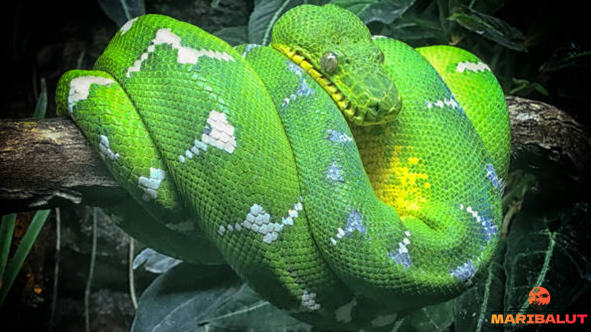 Boa Pohon Hijau Bertahan Hidup di 4 Lingkungan yang Sesuai