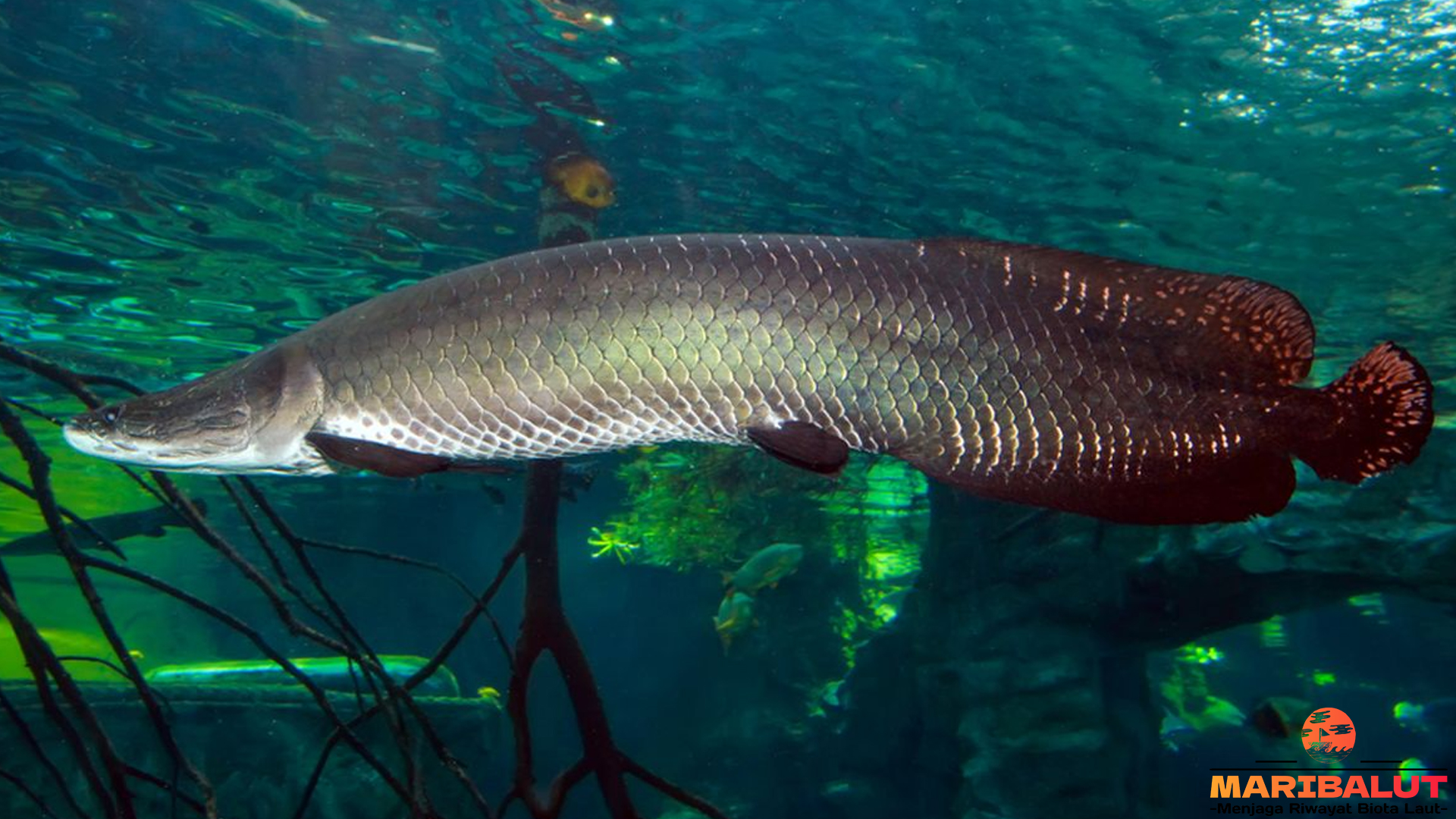 Hewan Arapaima dengan 4 Keunikan yang Membuatnya Spesial