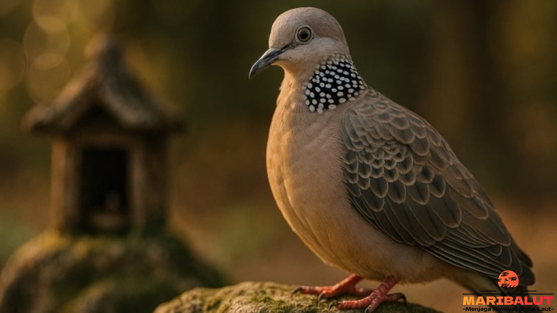 Burung Tekukur dengan 5 Pesona yang Membuatnya Menawan
