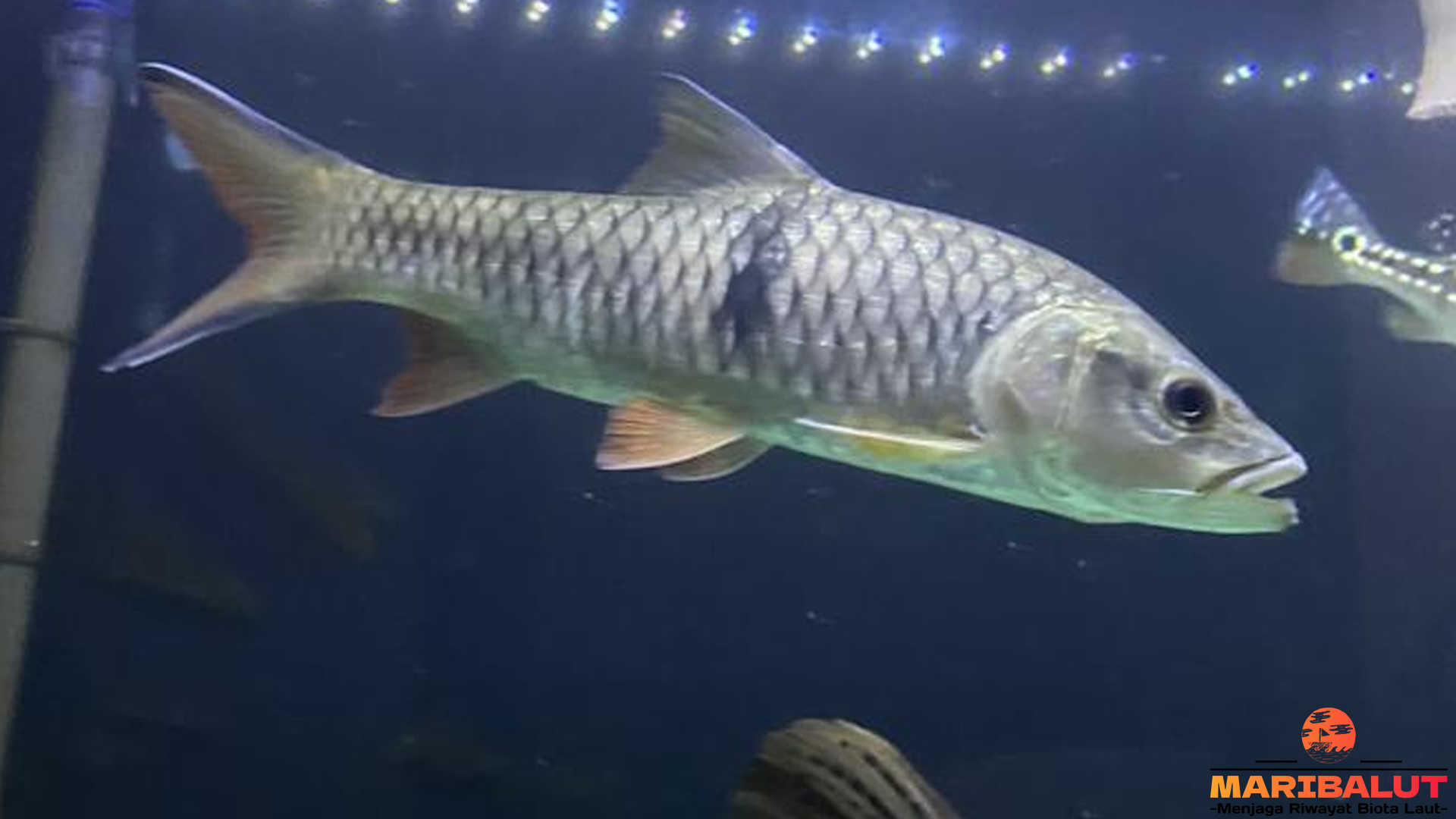 Dari Sungai Tropis, 5 Rahasia Perilaku Predator Ikan Hampala 4 Dari Sungai Tropis, 5 Rahasia Perilaku Predator Ikan Hampala