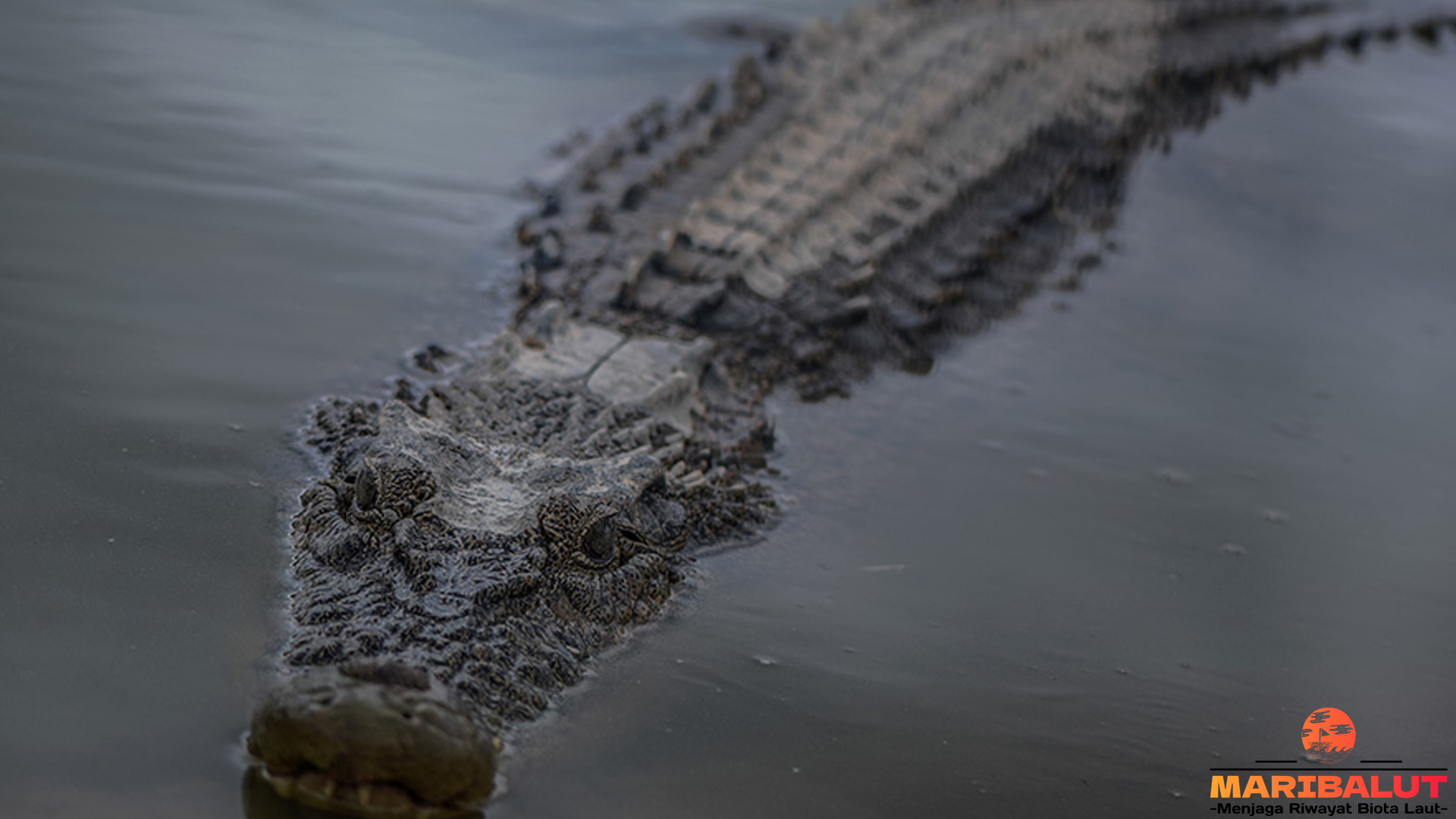 4 Perilaku Buaya Muara yang Menakjubkan dan Jarang Diketahui
