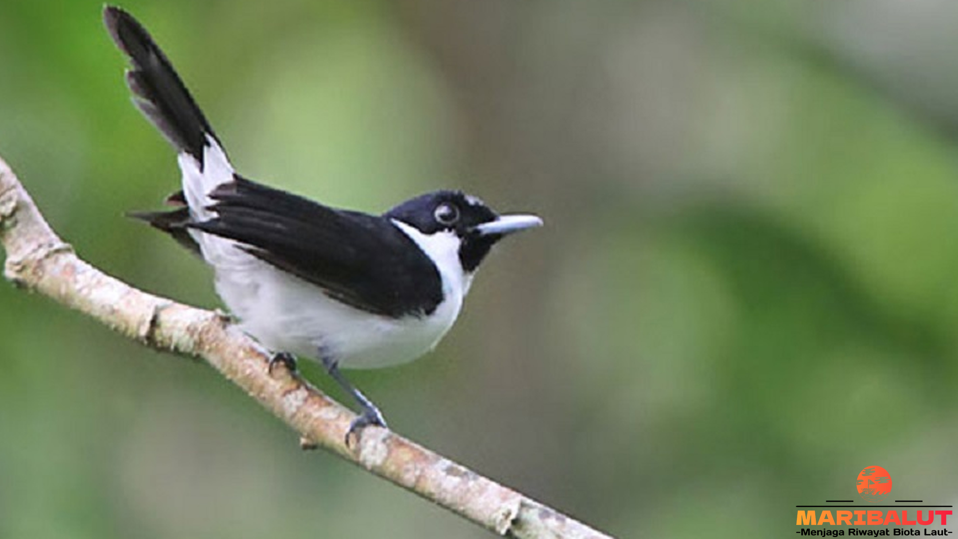 Kehicap Boano dan 4 Hal Unik yang Perlu Diketahui Hobi Burung 4 Kehicap Boano dan 4 Hal Unik yang Perlu Diketahui Hobi Burung