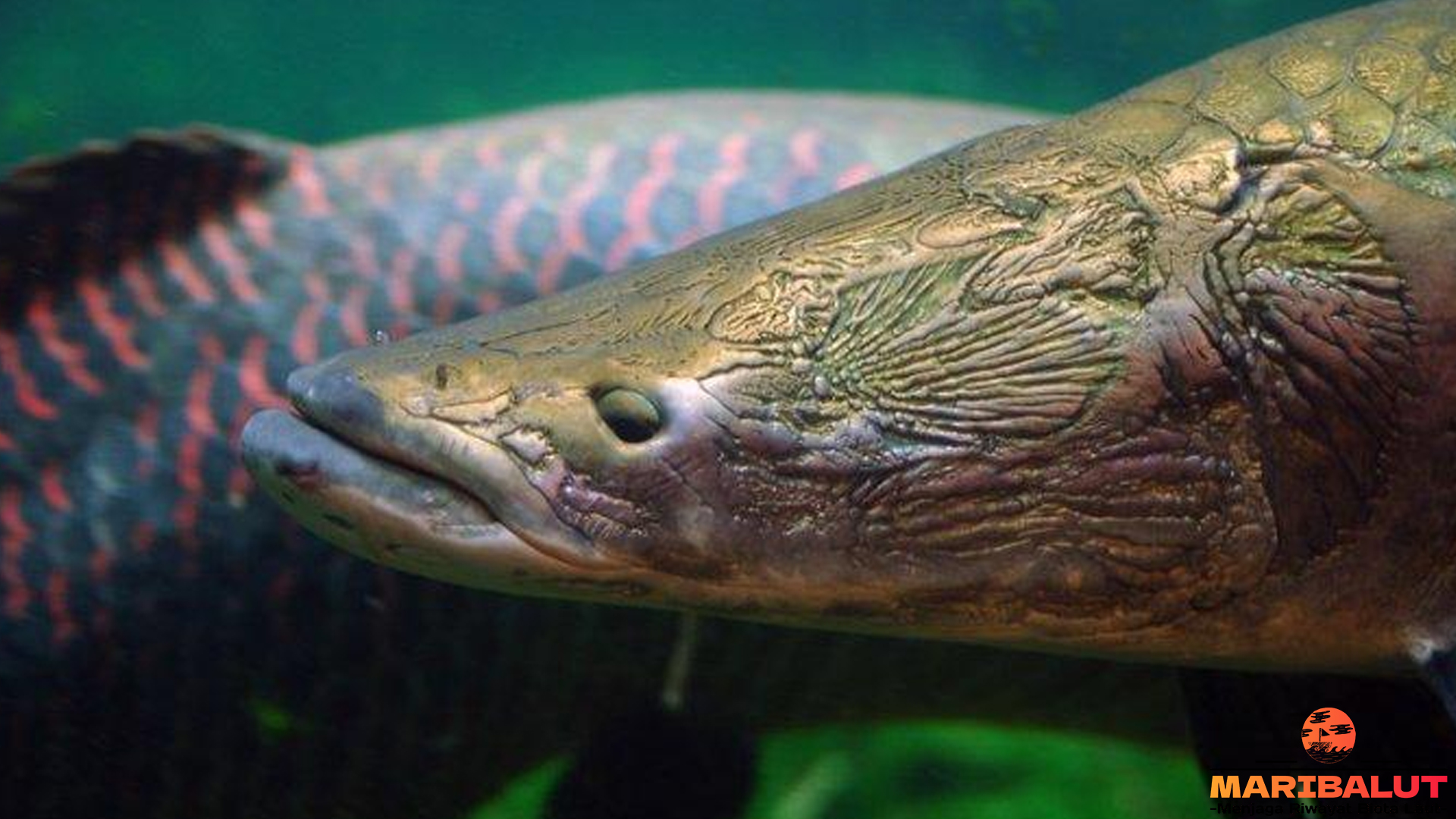 Hewan Arapaima dengan 4 Keunikan yang Membuatnya Spesial 4 Hewan Arapaima dengan 4 Keunikan yang Membuatnya Spesial