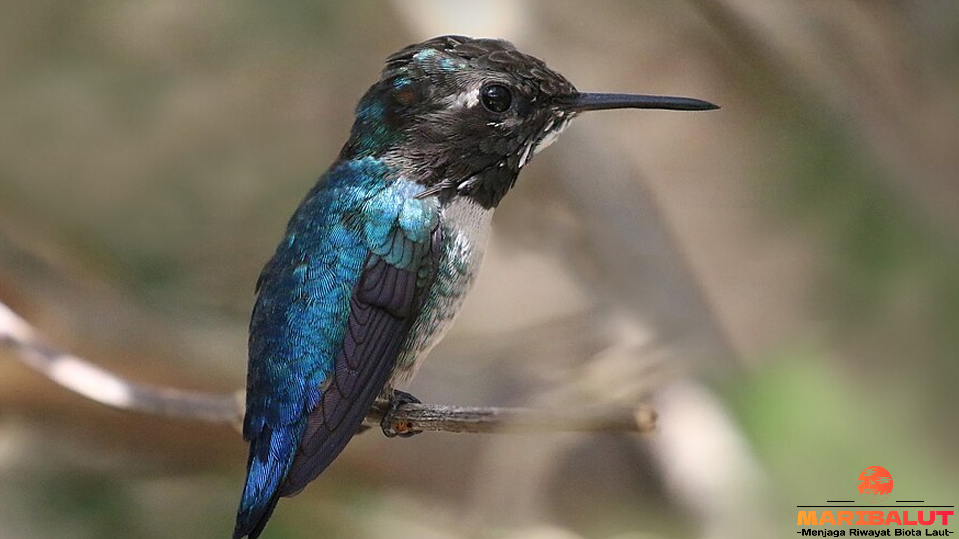 Menelusuri Dunia Kolibri Lebah: 4 Keunikan yang Memikat 4 Menelusuri Dunia Kolibri Lebah: 4 Keunikan yang Memikat