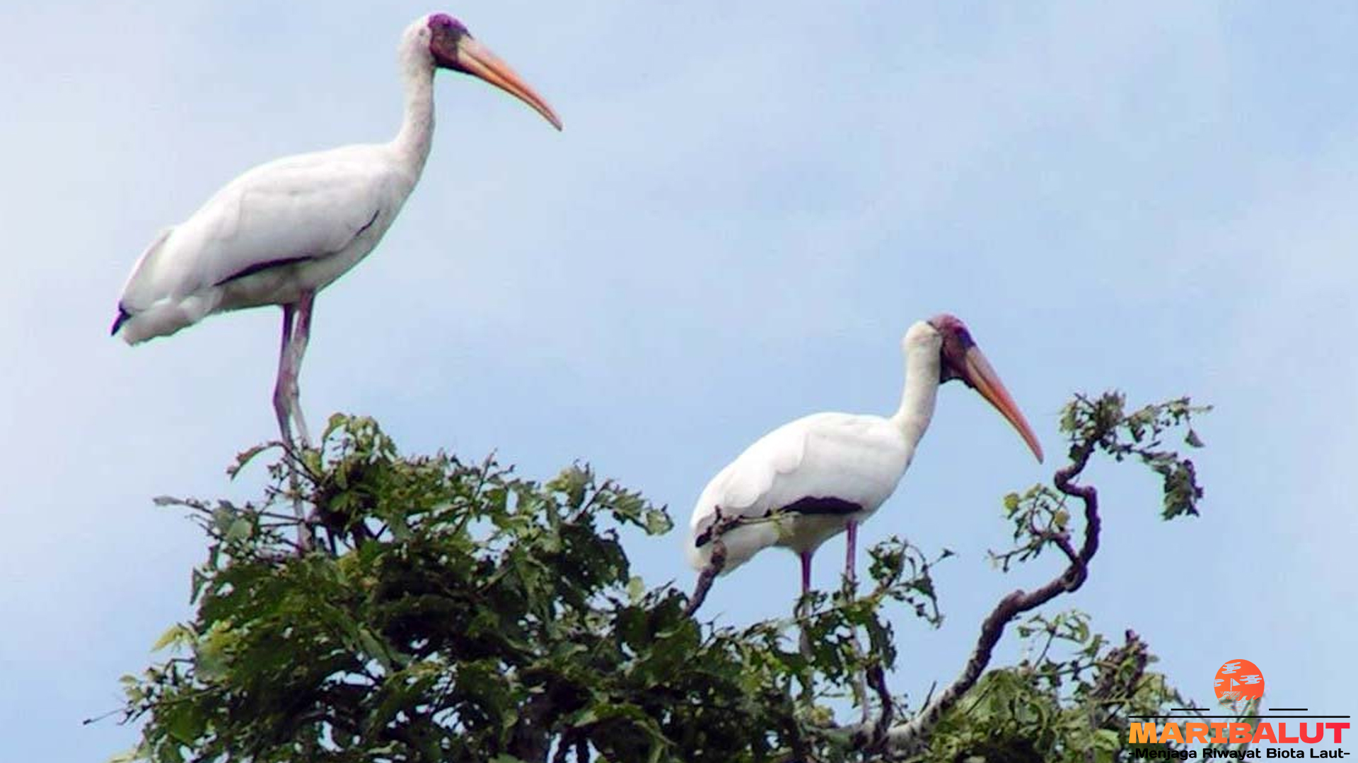 Bangau Bluwok Tampilkan 4 Perilaku yang Menarik Diamati 4 Bangau Bluwok Tampilkan 4 Perilaku yang Menarik Diamati