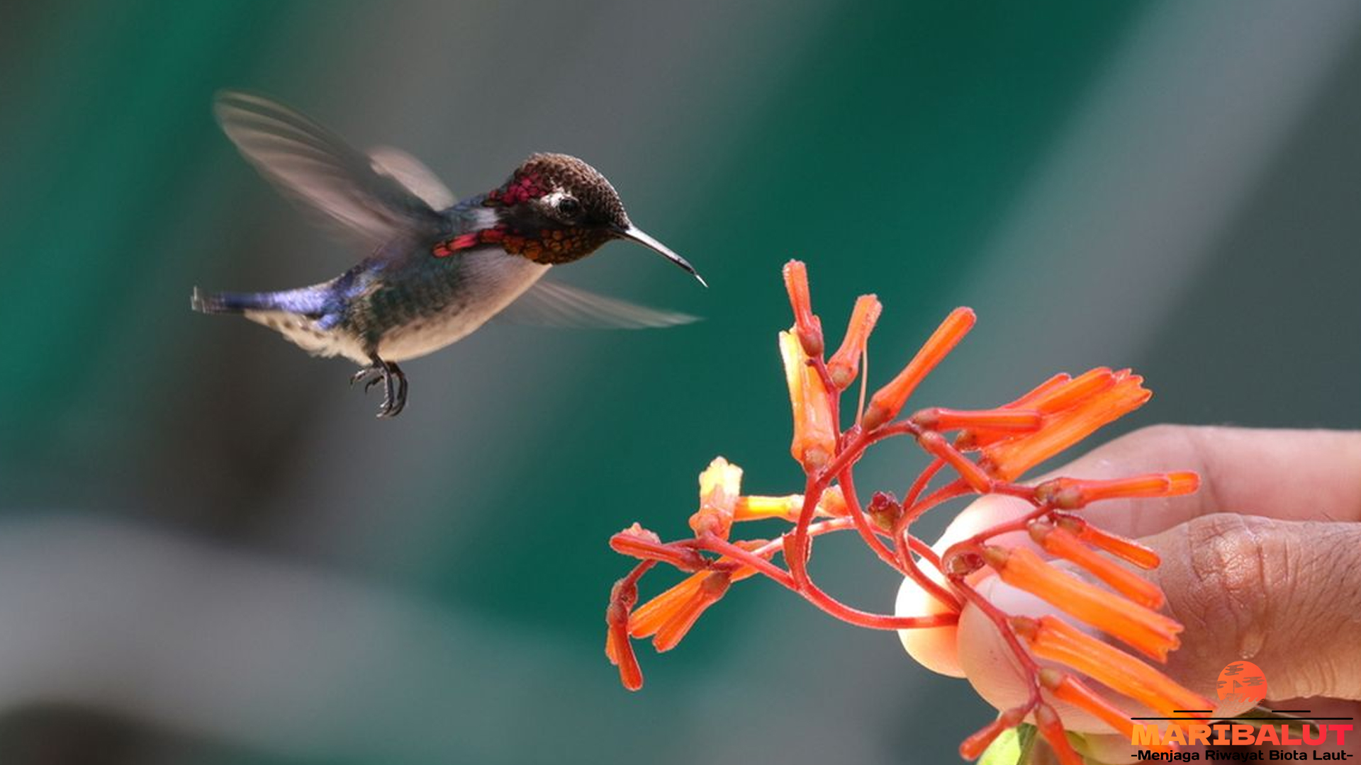 Menelusuri Dunia Kolibri Lebah: 4 Keunikan yang Memikat