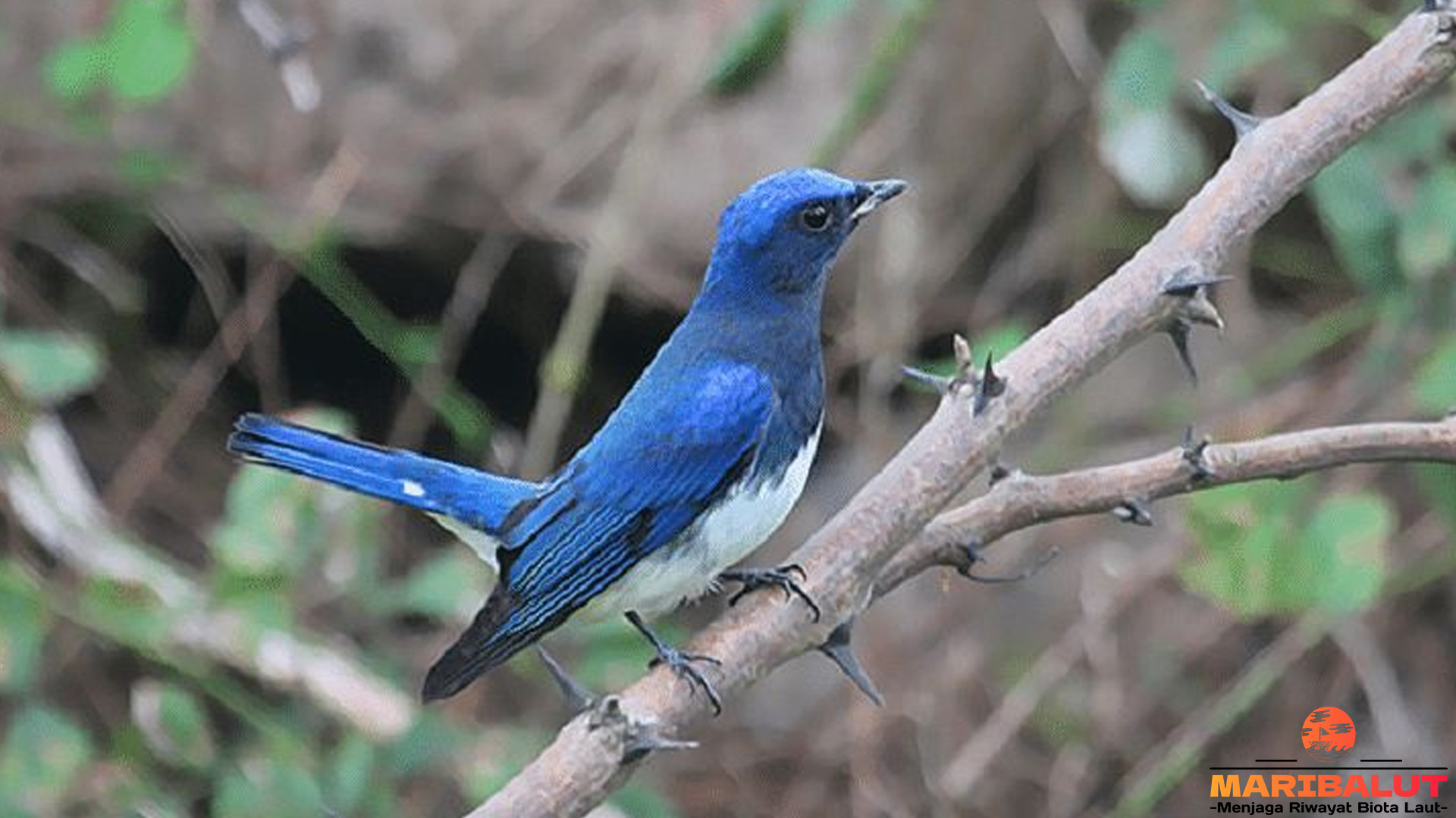 Menelusuri 5 Habitat Sikatan Aceh Secara Jelas dan Menarik