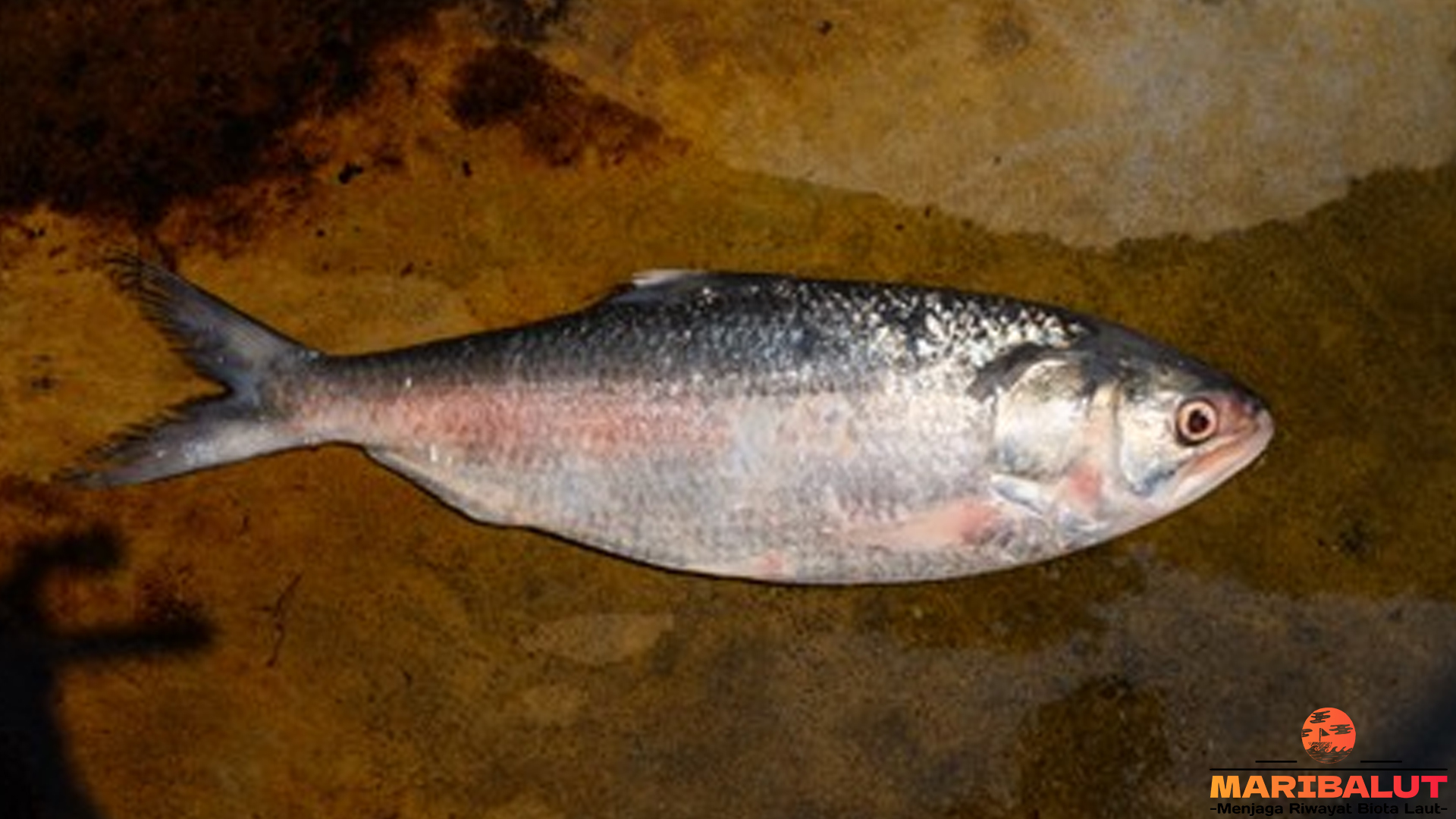 Ikan Hilsa dengan 4 Keistimewaan yang Menjadikannya Unik