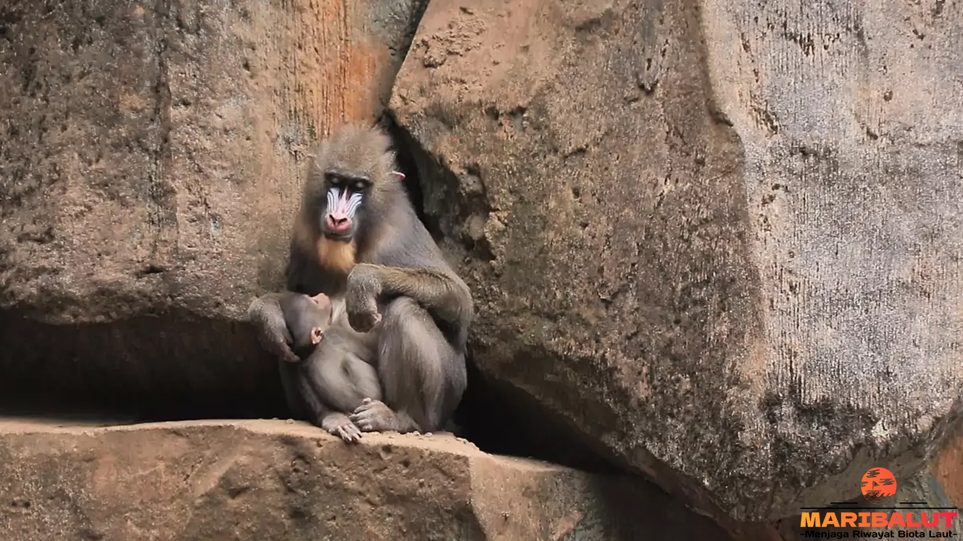 4 Hal Menarik tentang Interaksi Mandril dengan Hewan Lain