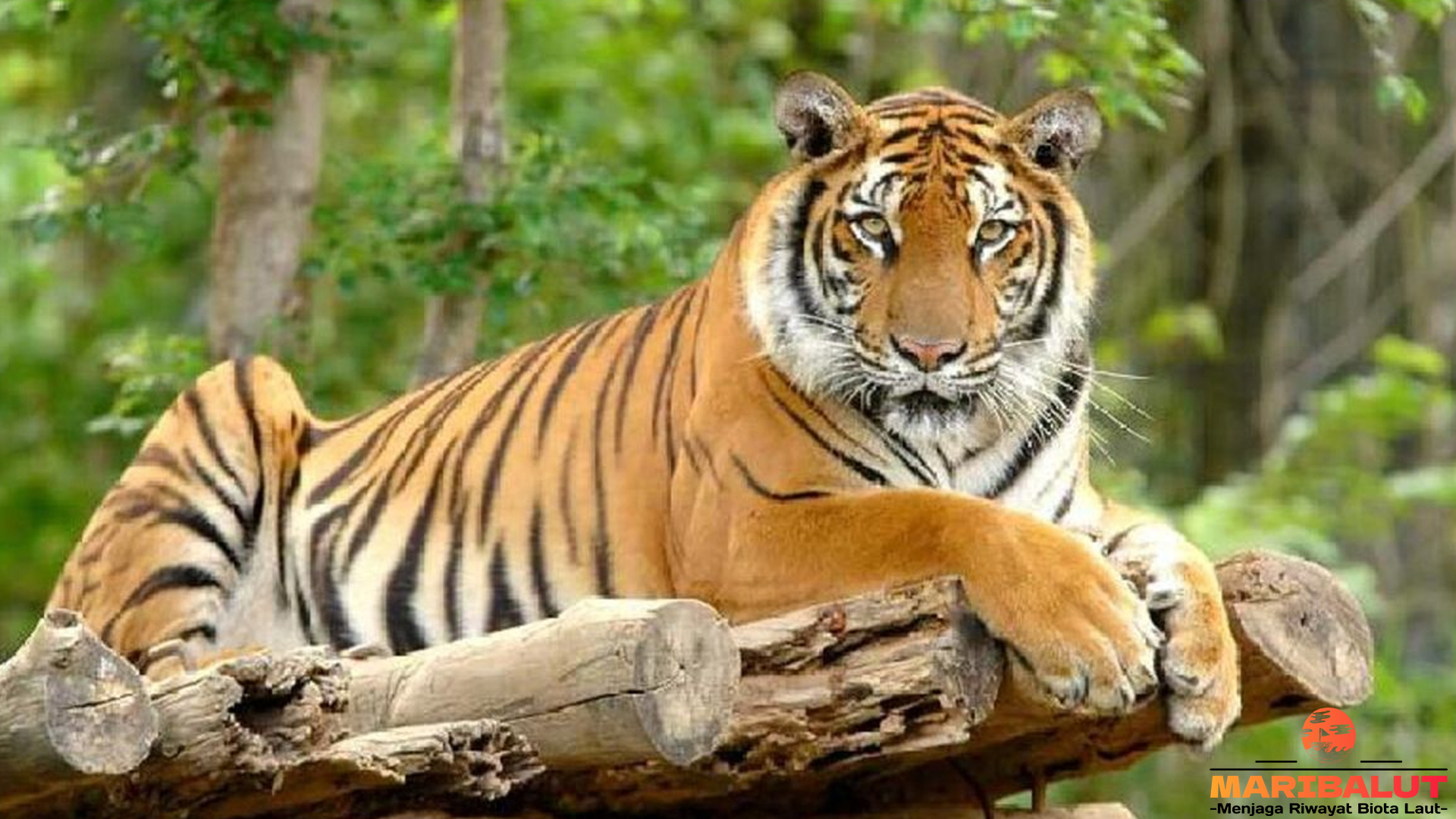 Hewan Harimau Benggala: 5 Hal yang Jarang Diketahui Peneliti