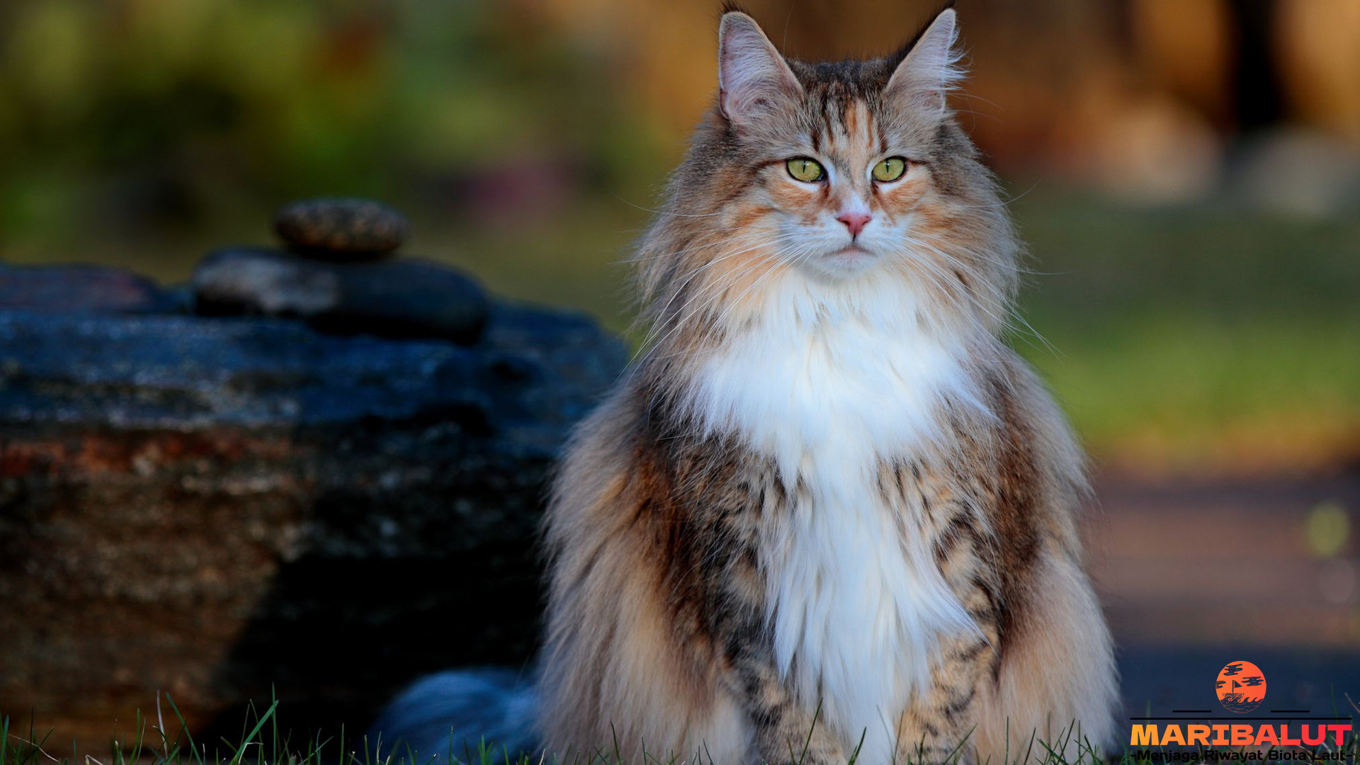 Kucing Hutan Norwegia dan 5 Ciri Fisik yang Membuatnya Unik