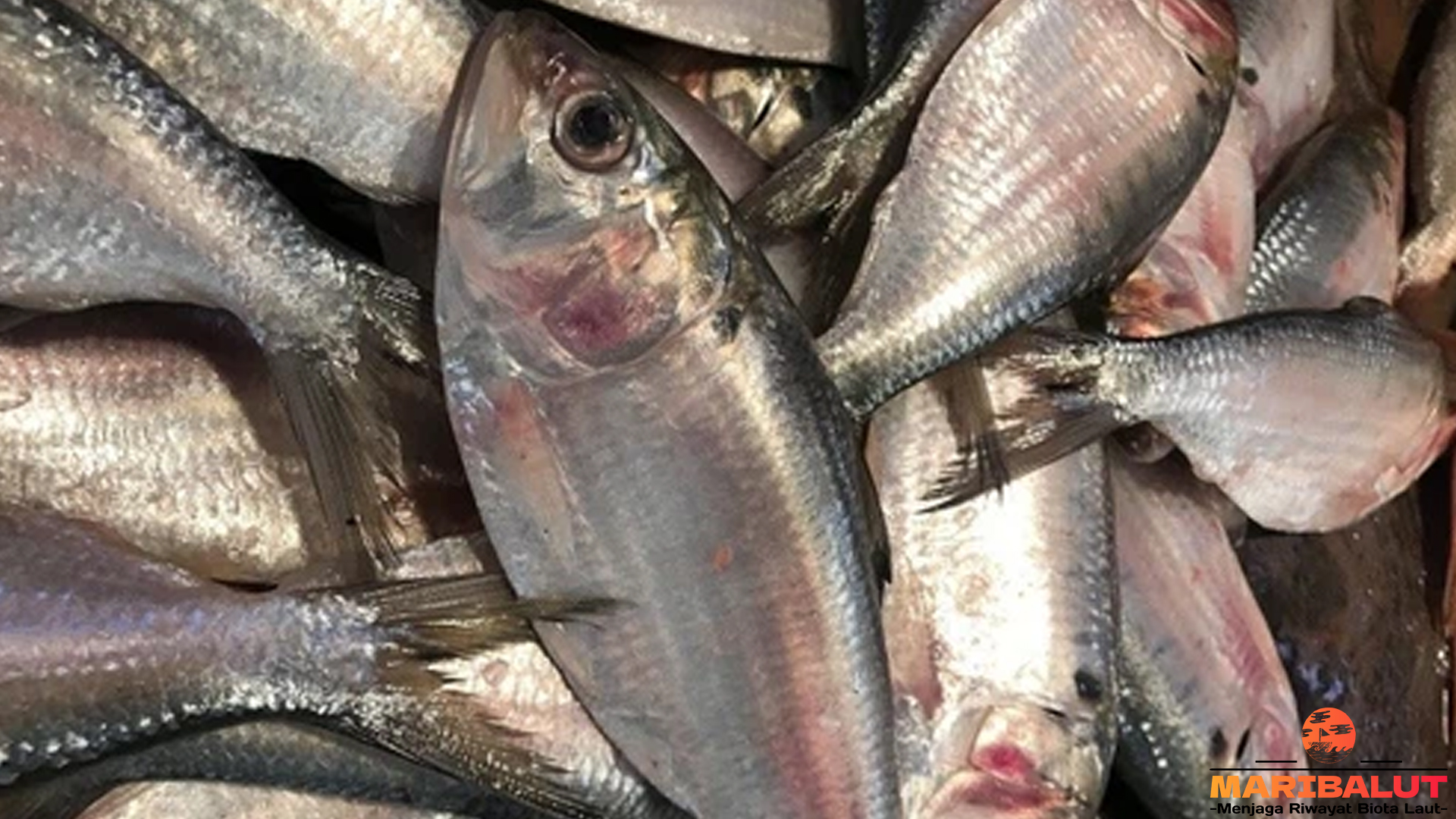 Ikan Hilsa dengan 4 Keistimewaan yang Menjadikannya Unik 4 Ikan Hilsa dengan 4 Keistimewaan yang Menjadikannya Unik