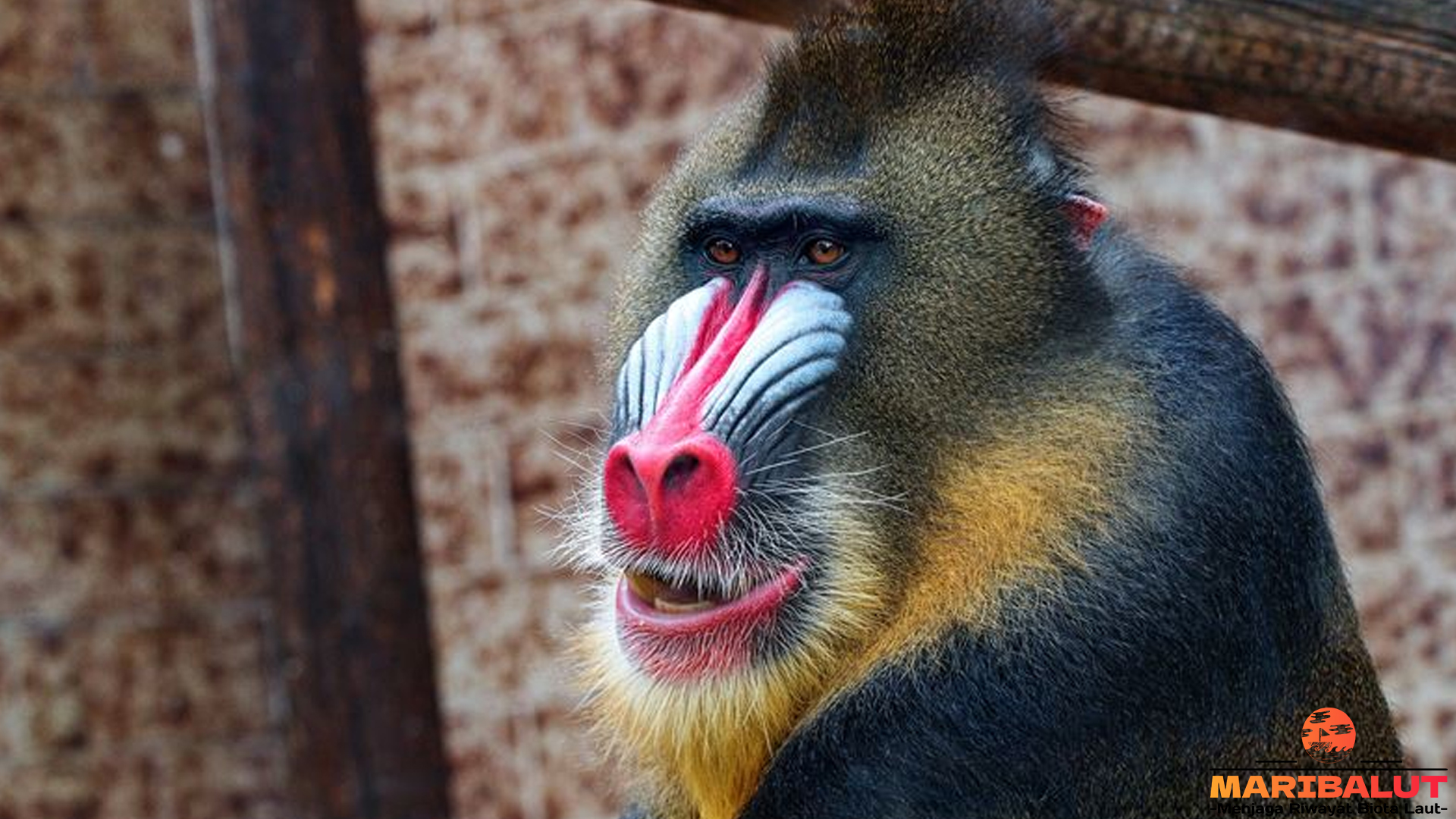 4 Hal Menarik tentang Interaksi Mandril dengan Hewan Lain