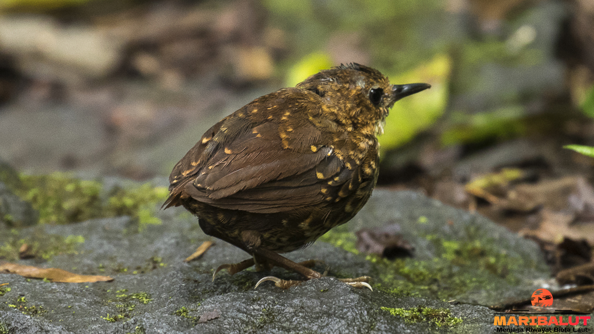 Burung Berencet Gunung: 6 Keunikan yang Memikat Hati