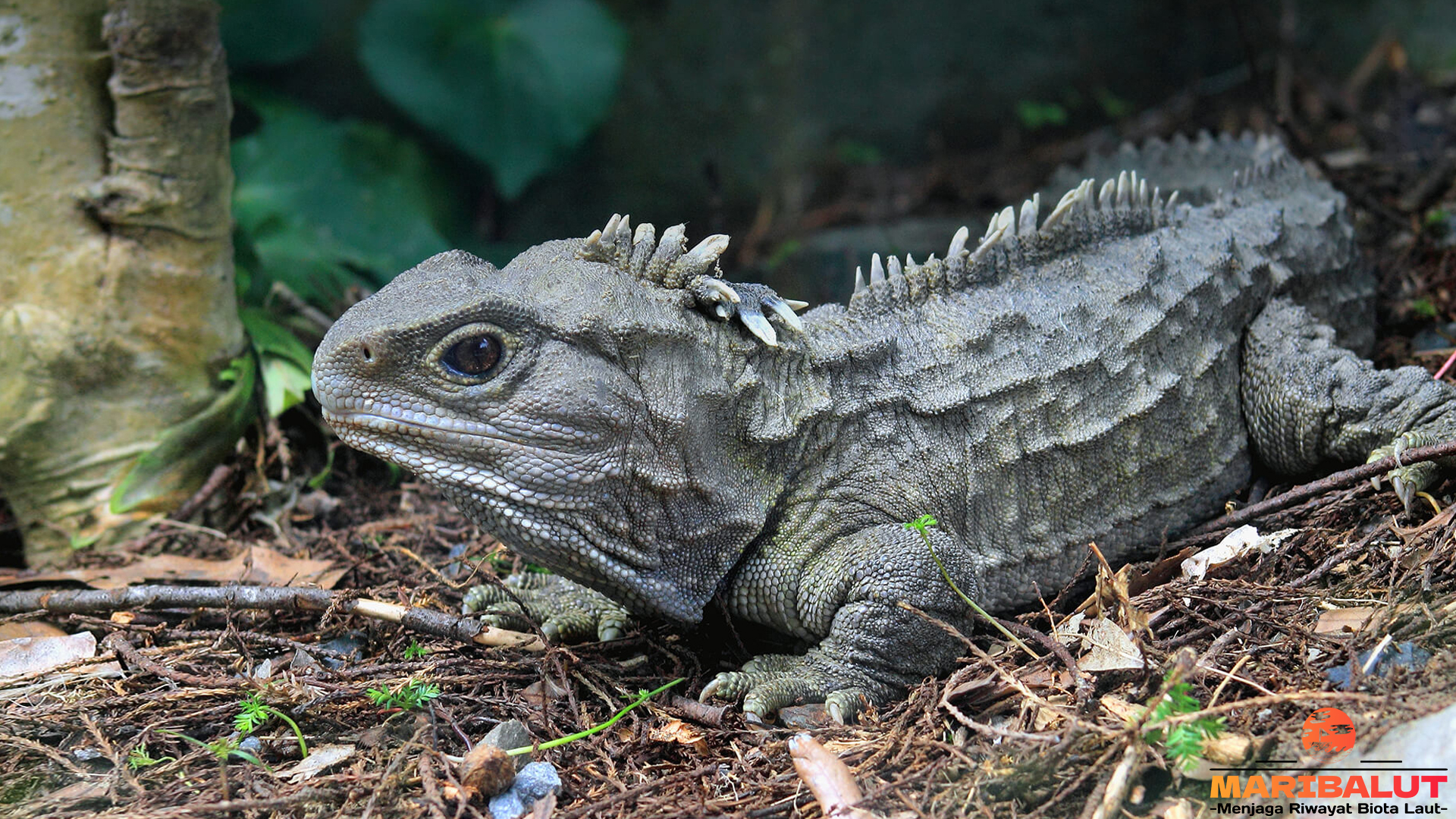 4 Keistimewaan Tuatara yang Menjadikannya Jadi Fosil Hidup