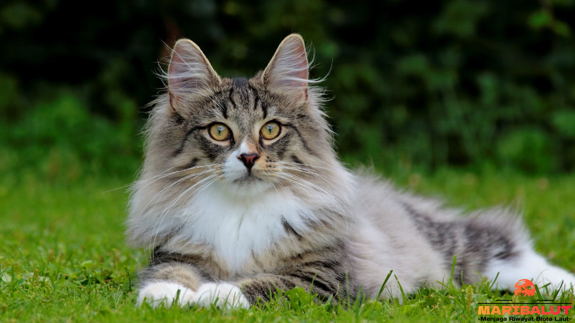 Kucing Hutan Norwegia dan 5 Ciri Fisik yang Membuatnya Unik