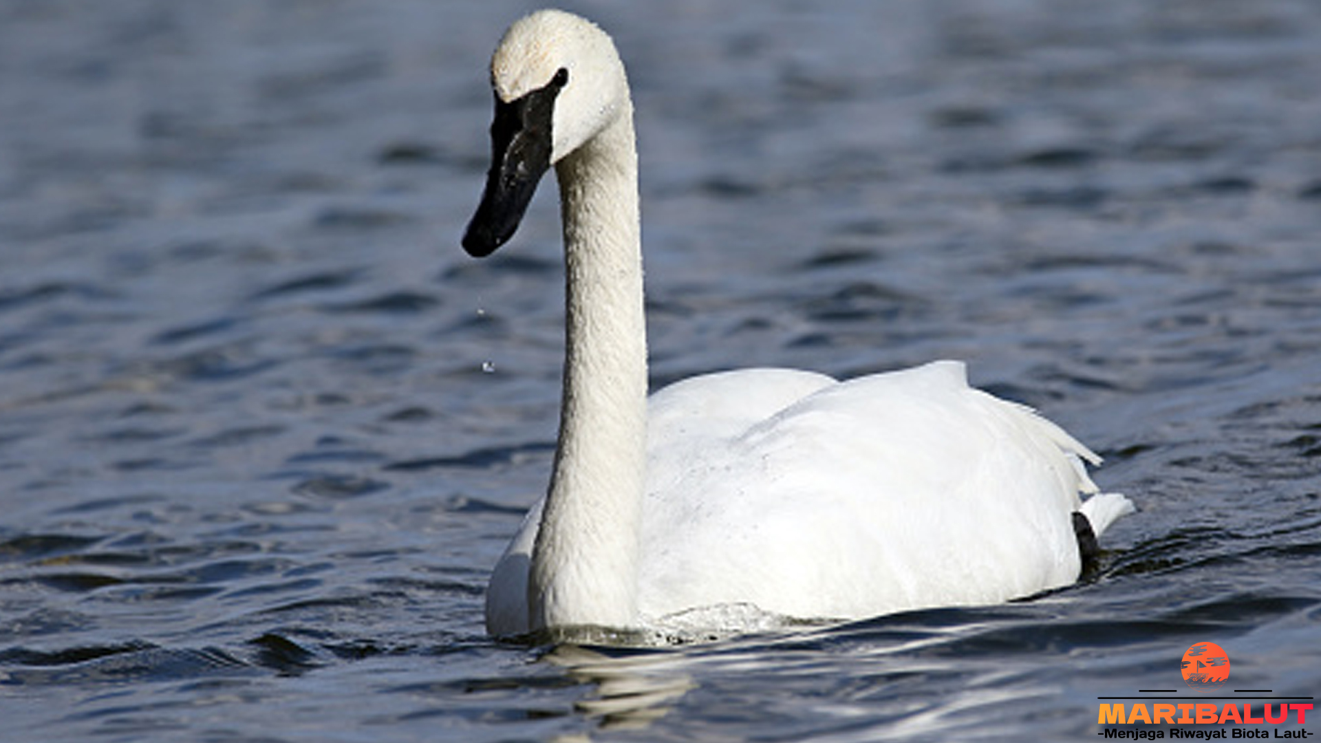 5 Jenis Angsa Terompet dan Ciri Khas yang Membuatnya Spesial 4 5 Jenis Angsa Terompet dan Ciri Khas yang Membuatnya Spesial