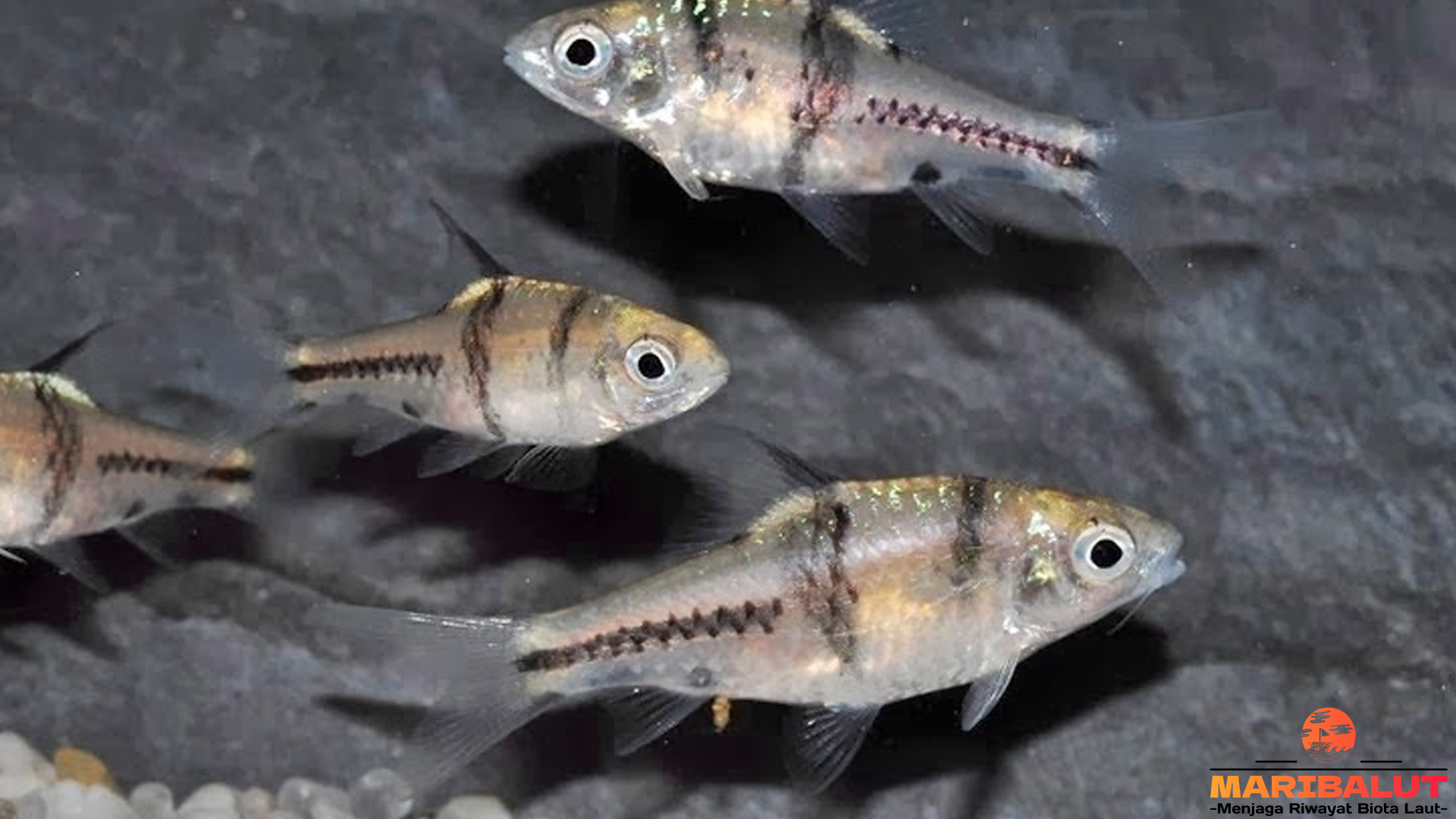 Eksplorasi 5 Habitat Ikan Dokun yang Menjadi Surga Menarik