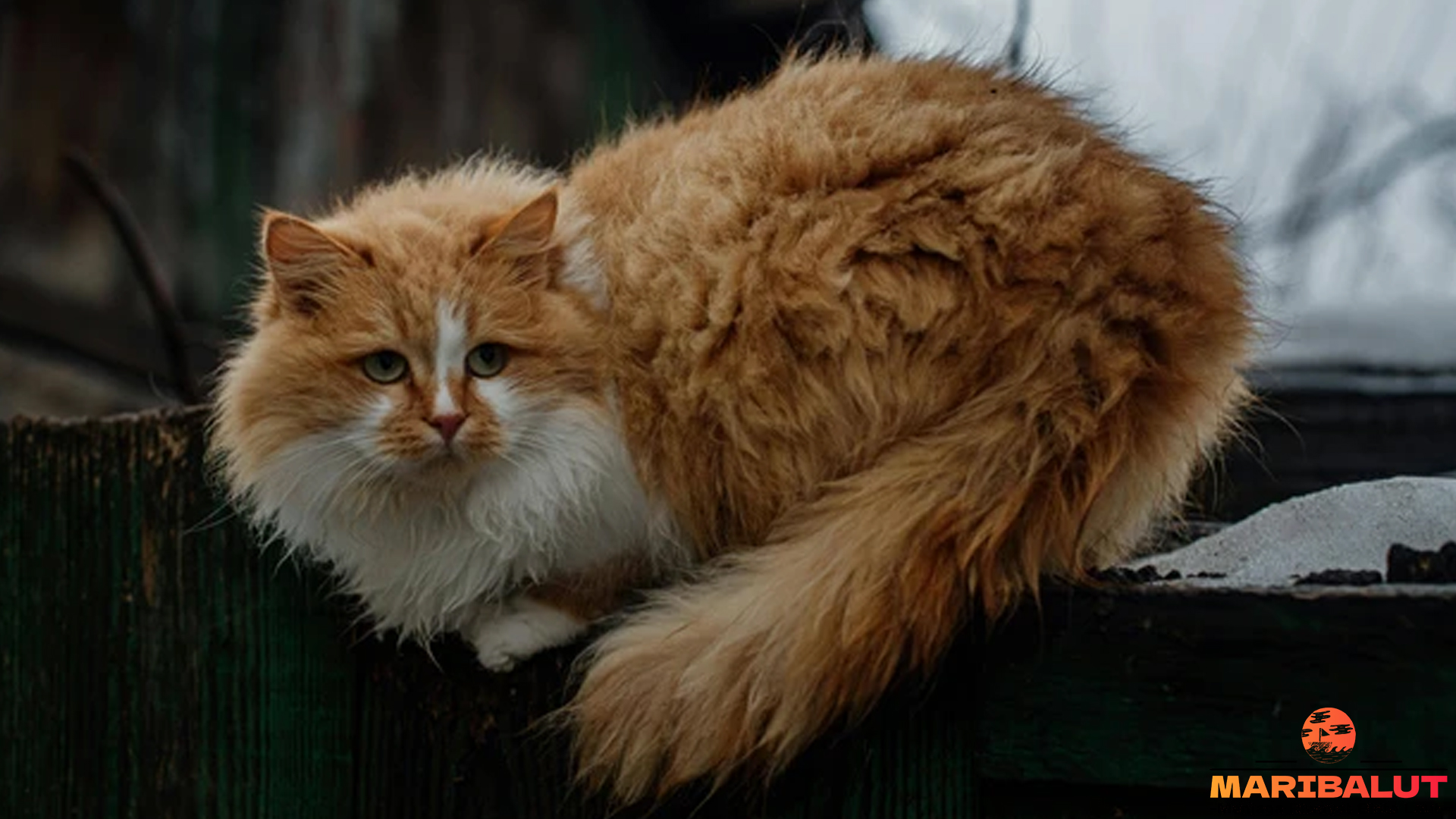 Kucing Siberia Serta 4 Keunggulan Ras yang Membuatnya Spesial