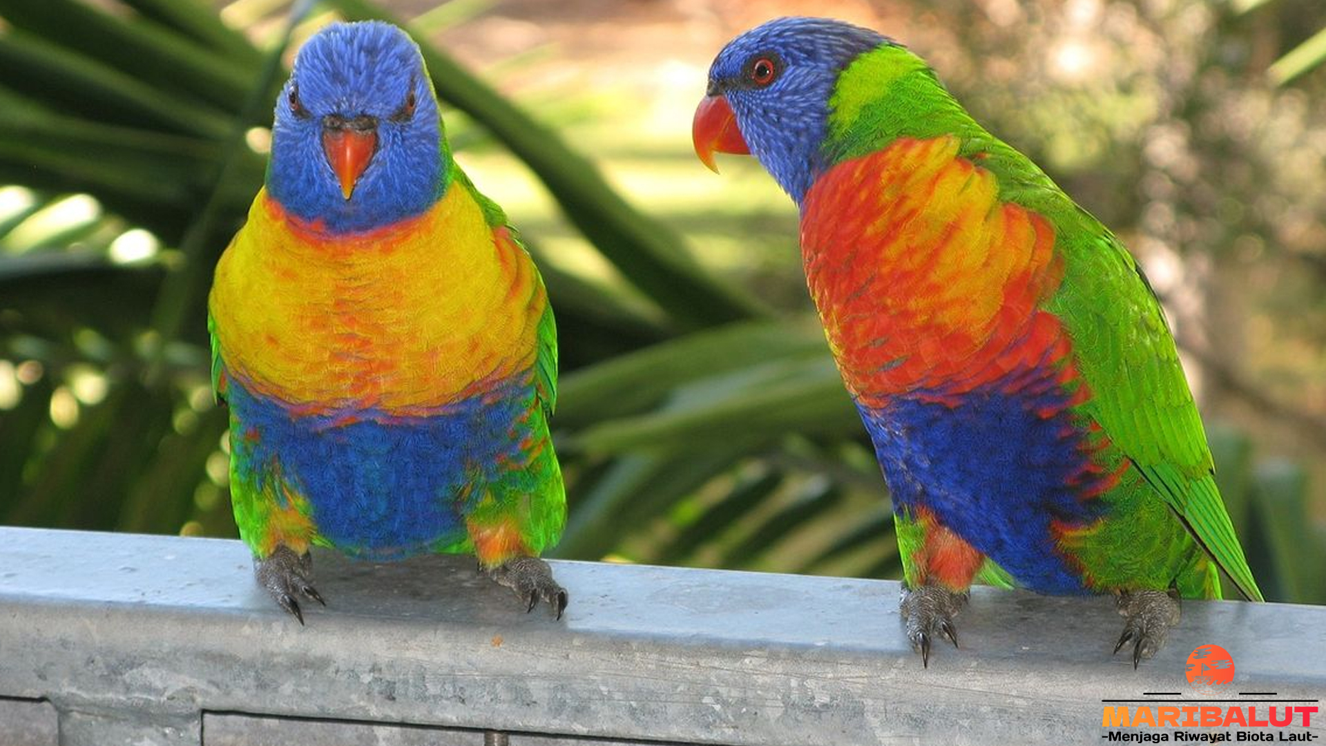 Menyelami Dunia Burung Perkici Lewat 5 Kebiasaan Menawan