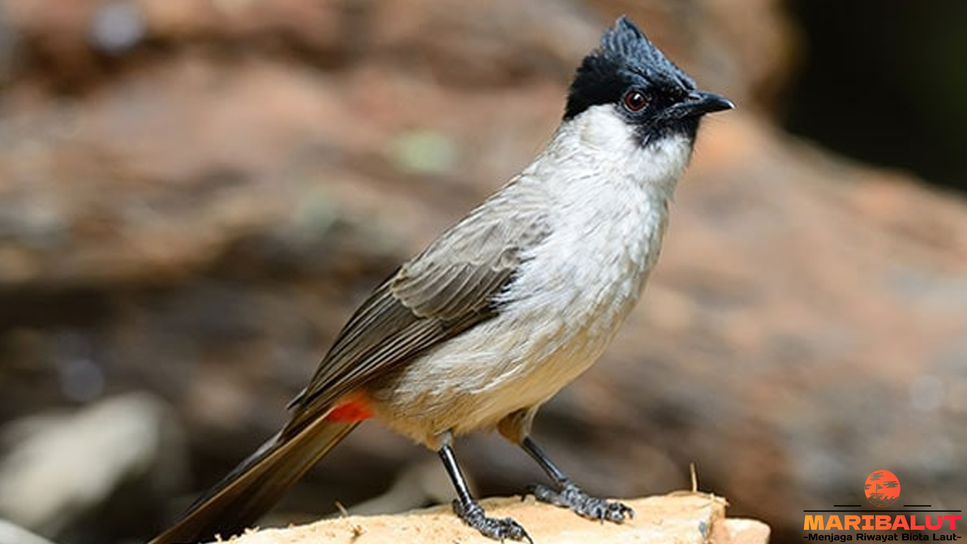 Menyelami 5 Keajaiban Habitat Burung Kutilang di Alam Bebas