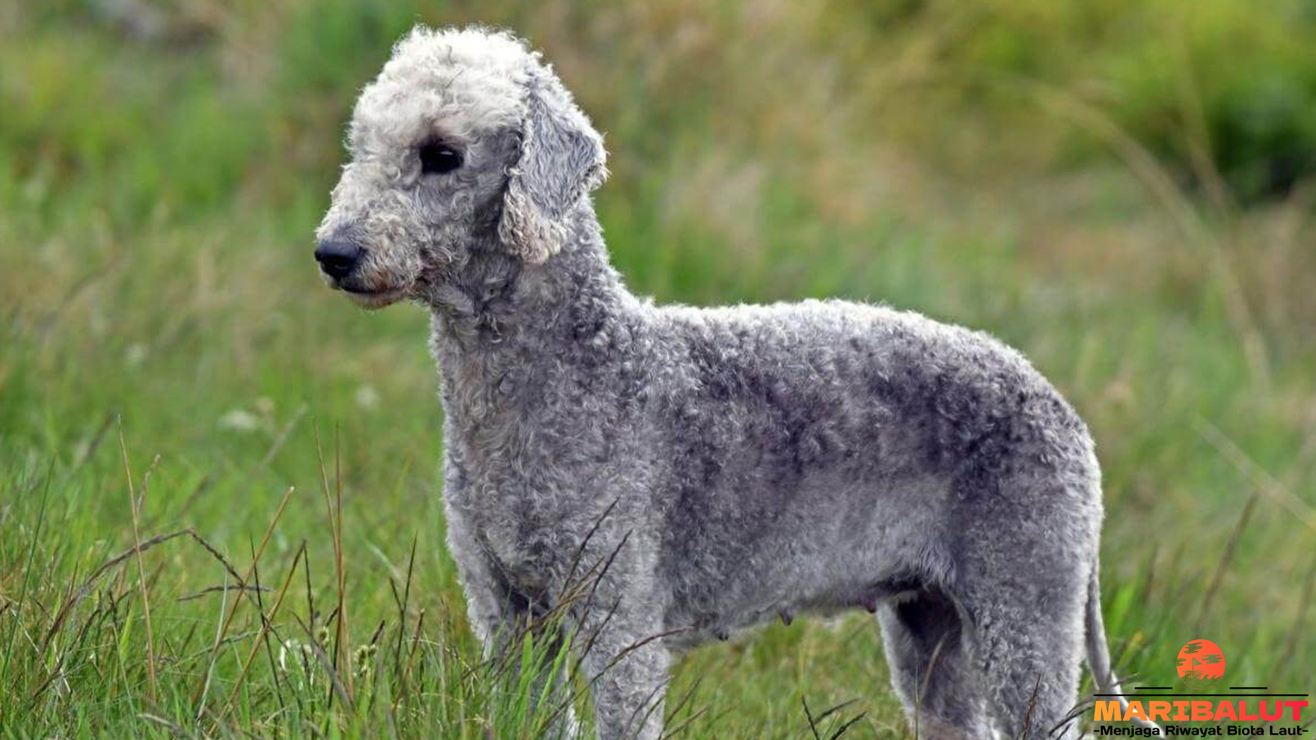 5 Fakta tentang Anjing Bedlington Terrier yang Bikin Terpesona