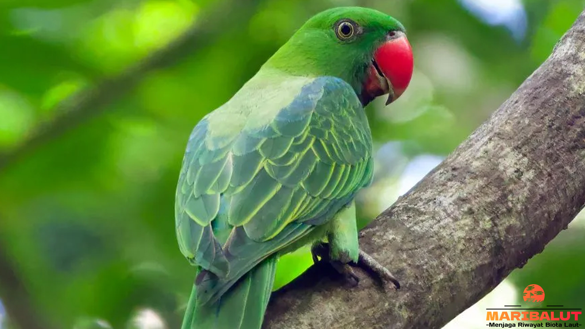 Burung Betet: 5 Ciri Khas yang Membuatnya Sangat Spesial