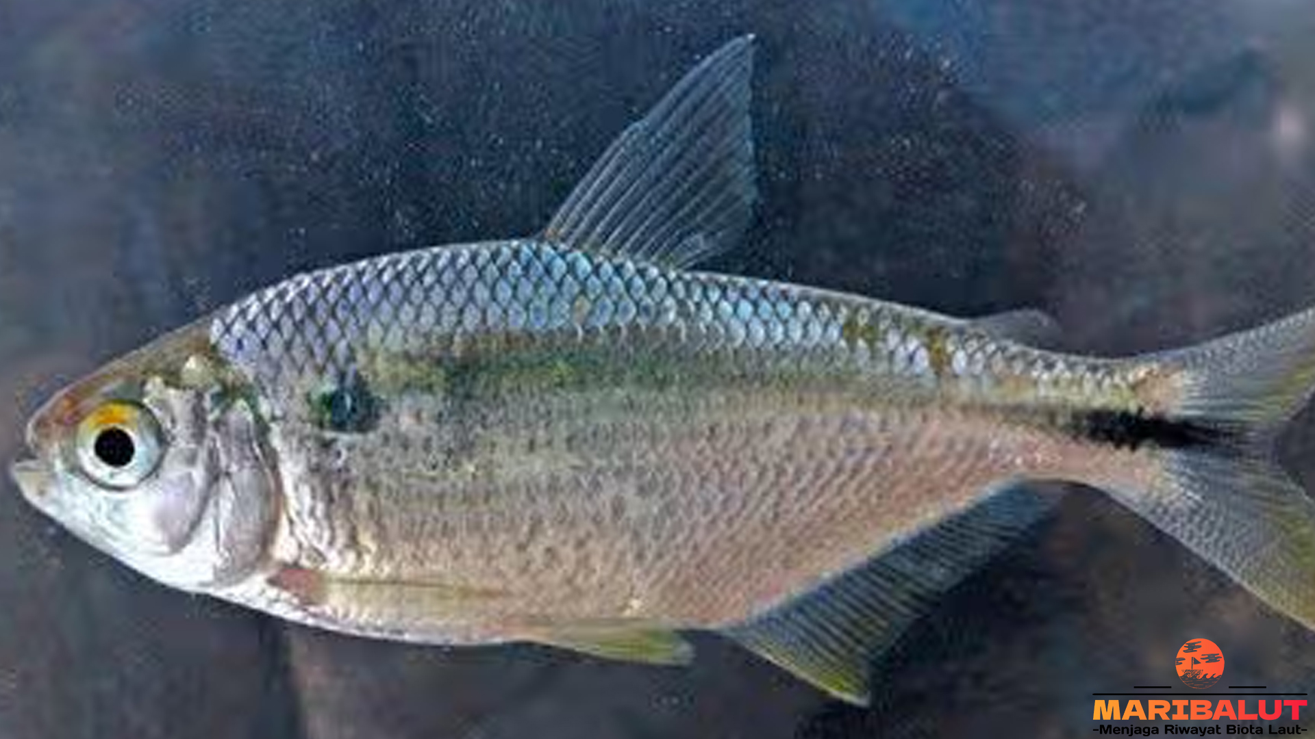 Eksplorasi 5 Habitat Ikan Dokun yang Menjadi Surga Menarik 4 Eksplorasi 5 Habitat Ikan Dokun yang Menjadi Surga Menarik