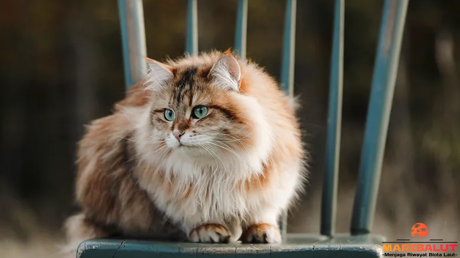 Kucing Siberia Serta 4 Keunggulan Ras yang Membuatnya Spesial