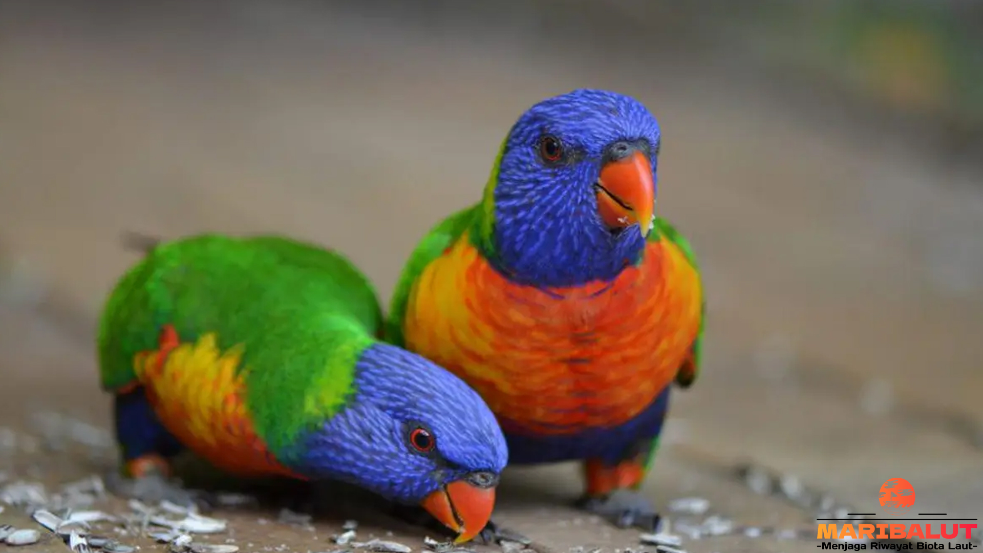 Menyelami Dunia Burung Perkici Lewat 5 Kebiasaan Menawan