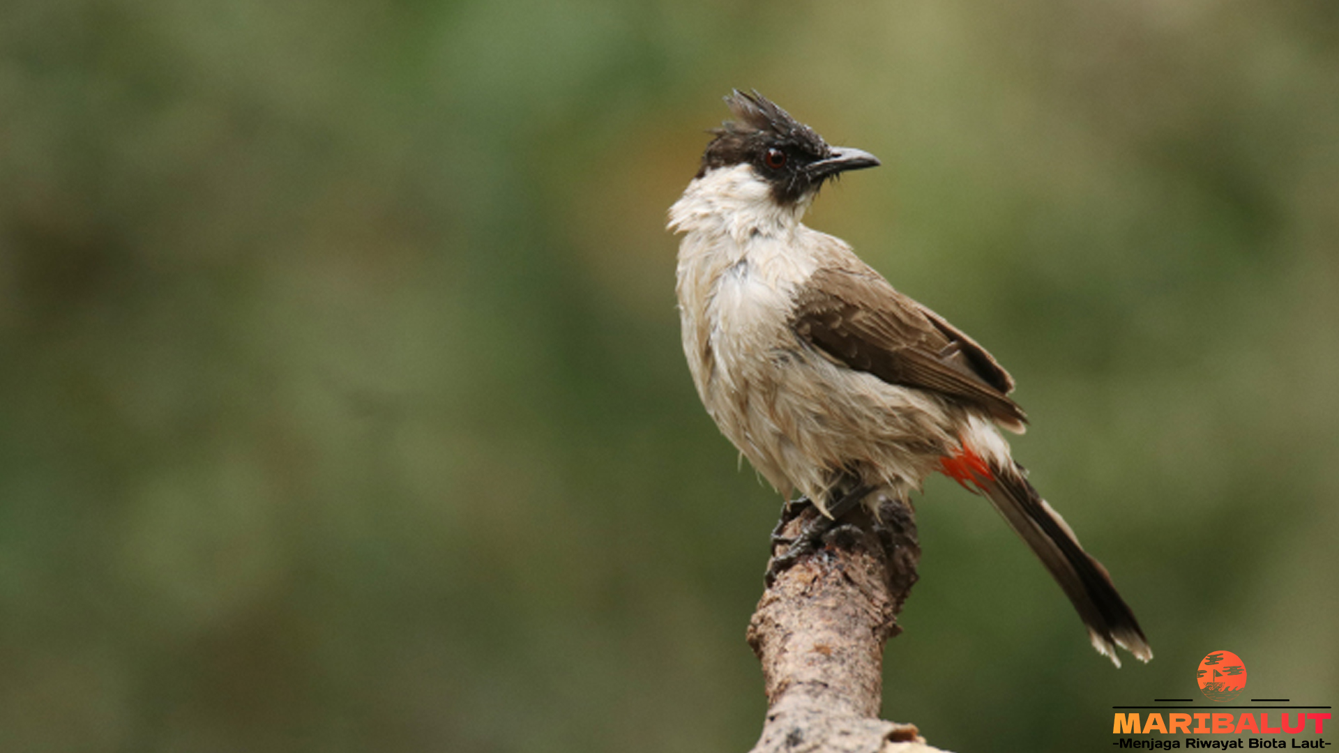 Menyelami 5 Keajaiban Habitat Burung Kutilang di Alam Bebas