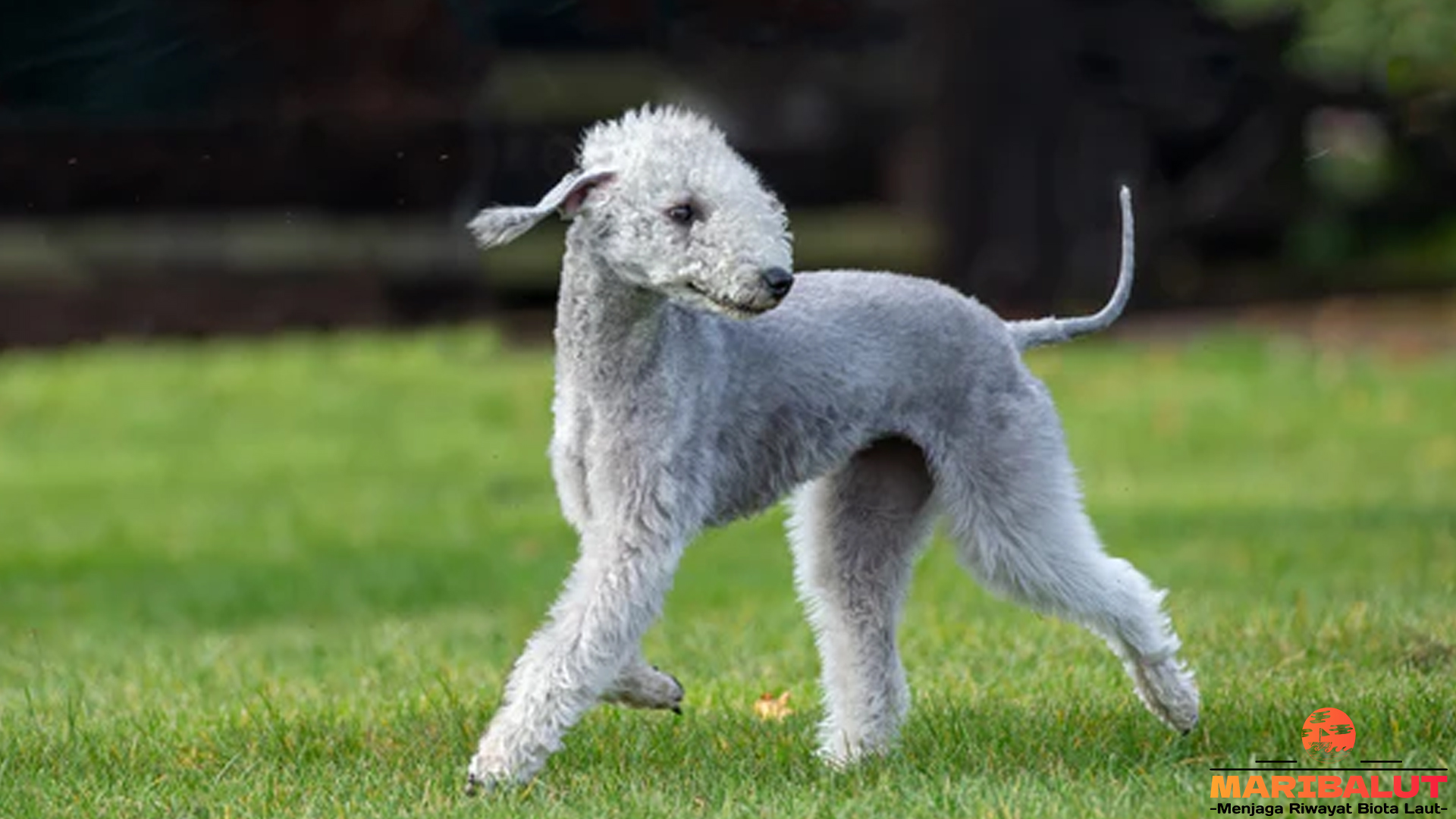 5 Fakta tentang Anjing Bedlington Terrier yang Bikin Terpesona