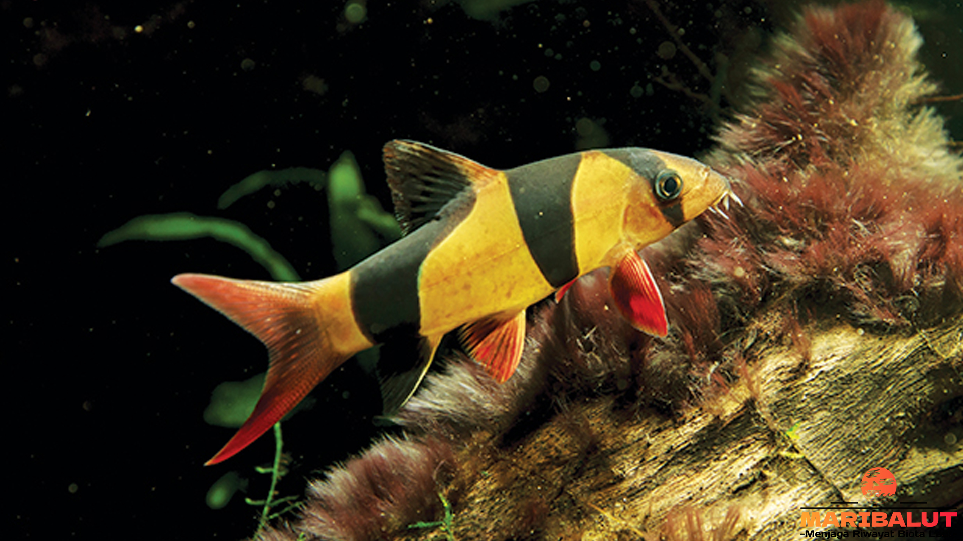 4 Hal Penting Tentang Ikan Botia Badut dari Habitat Alam Tropis
