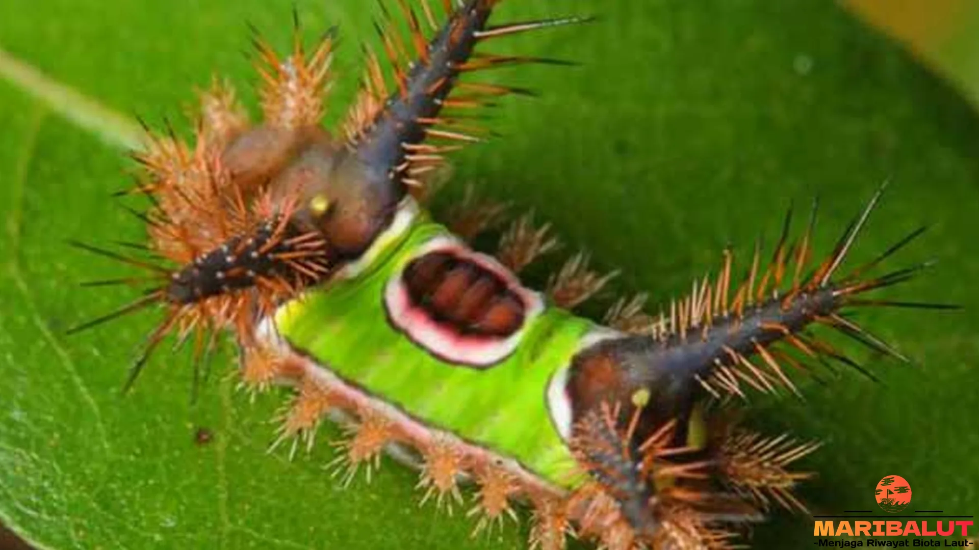 Mengenal Ulat Pelana: 5 Keunikan yang Membuatnya Menarik