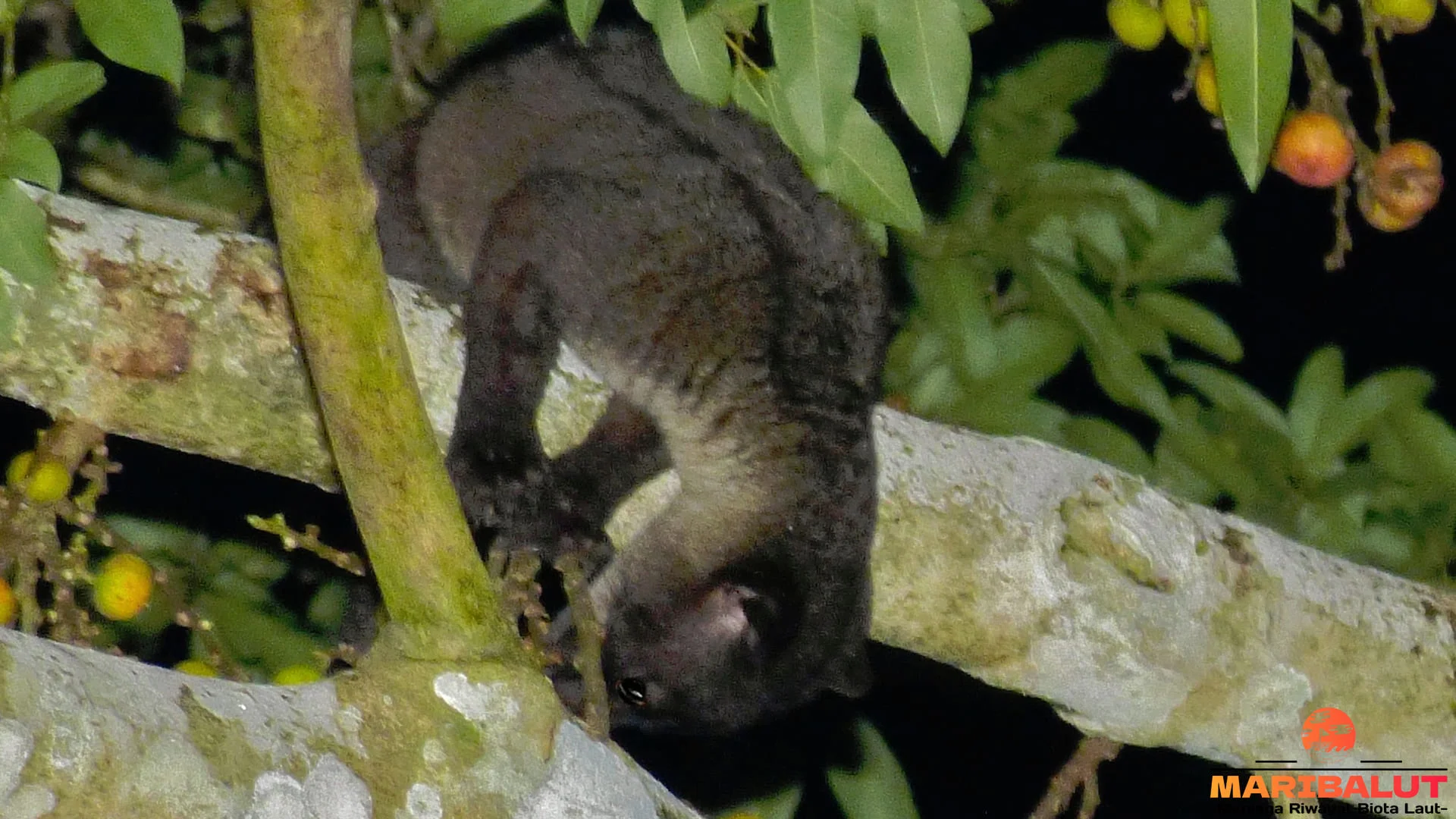 Menikmati 5 Momen Observasi Musang Akar di Habitat Asli