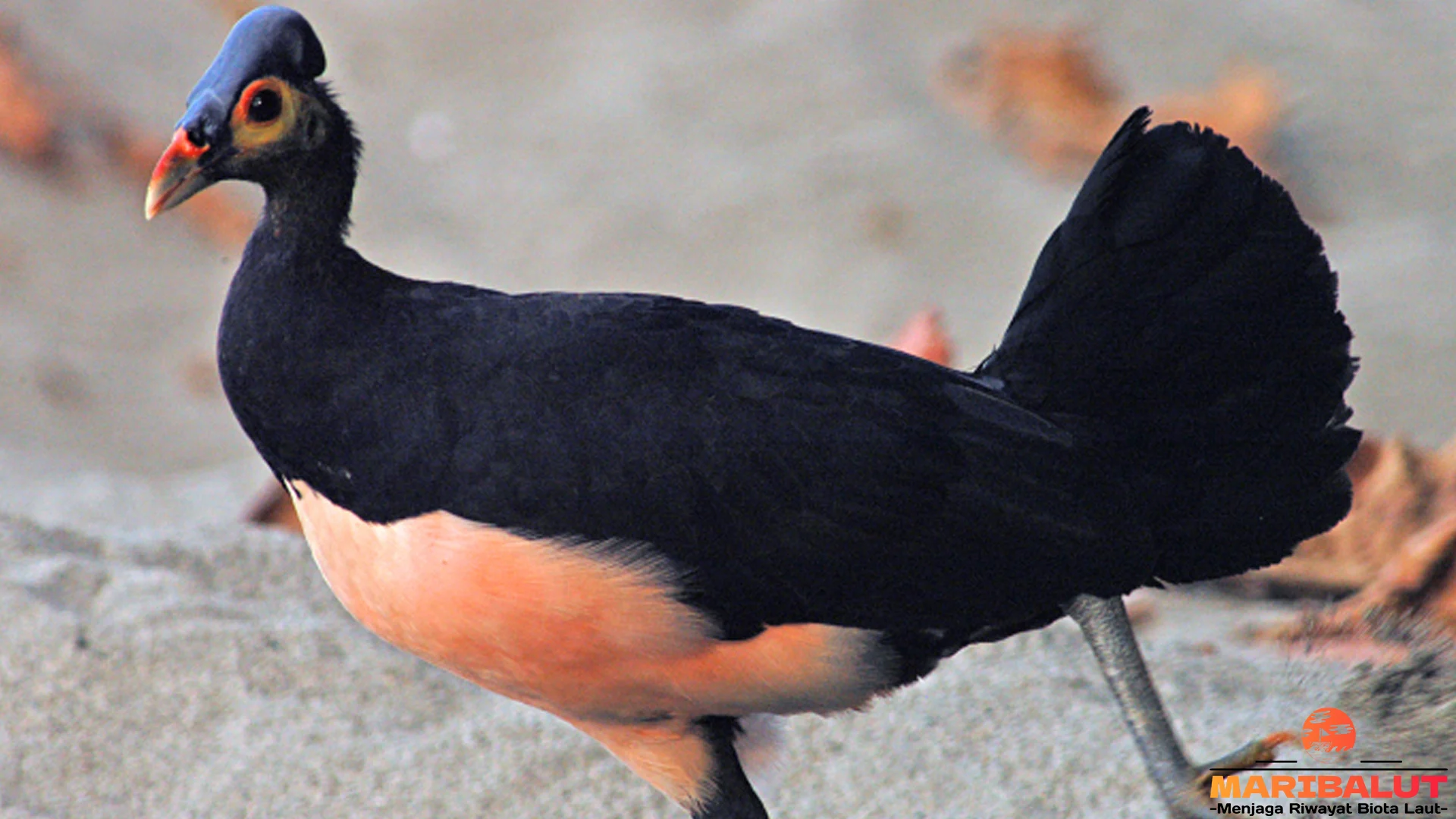 Maleo Senkawor Punya 5 Ciri Unik yang Bikin Peneliti Kagum 7 Maleo Senkawor Punya 5 Ciri Unik yang Bikin Peneliti Kagum