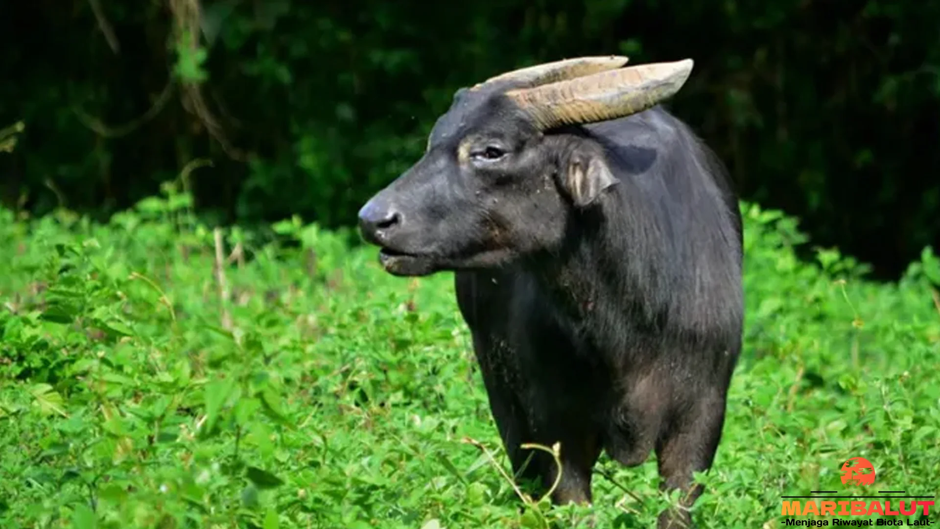 Tamaraw: 5 Keajaiban yang Terjadi pada Hewan Langka ini 1 Tamaraw: 5 Keajaiban yang Terjadi pada Hewan Langka ini