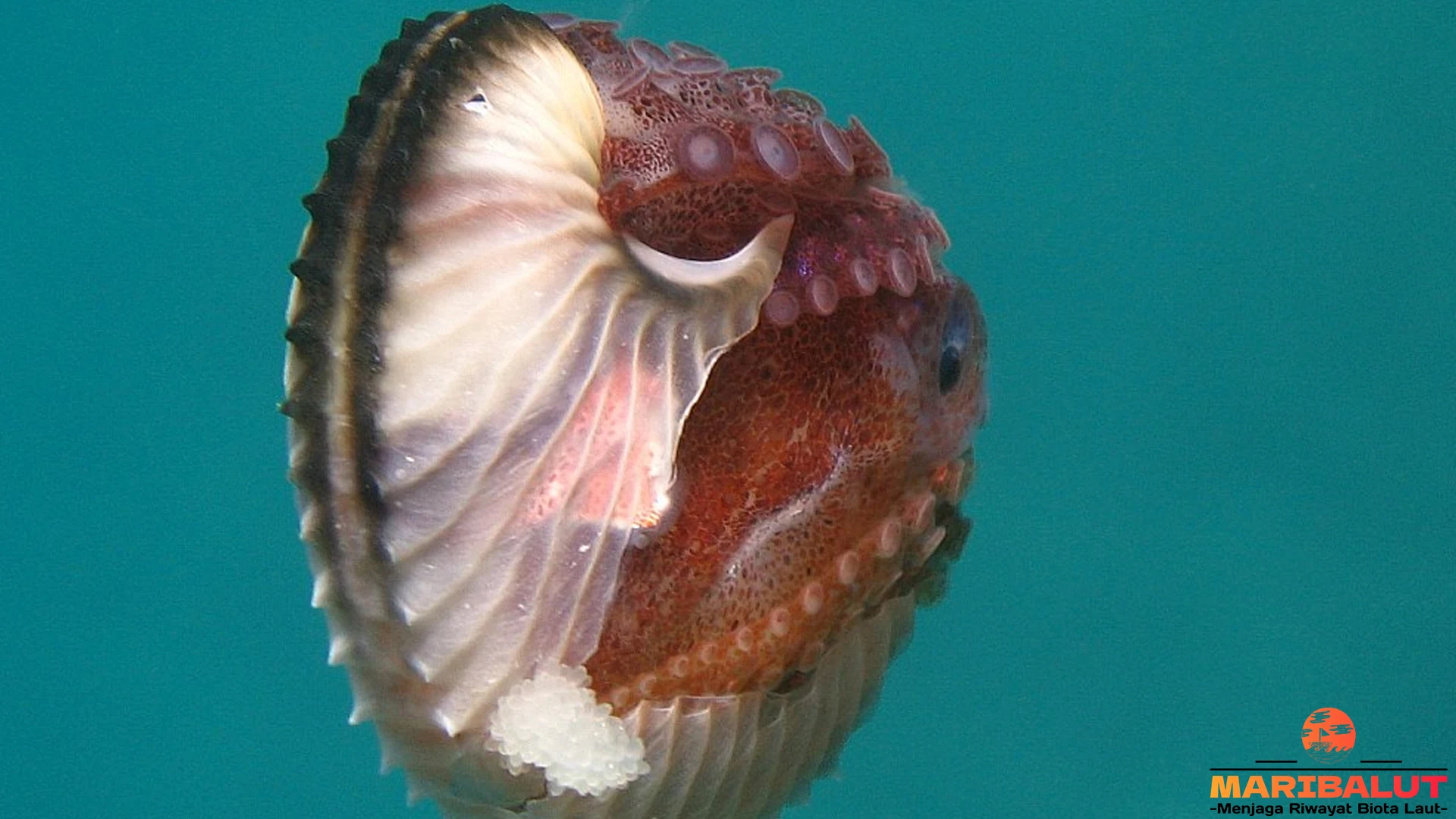 Argonauta: 5 Fakta Mengenai Hewan Laut yang Menarik 2 Argonauta: 5 Fakta Mengenai Hewan Laut yang Menarik