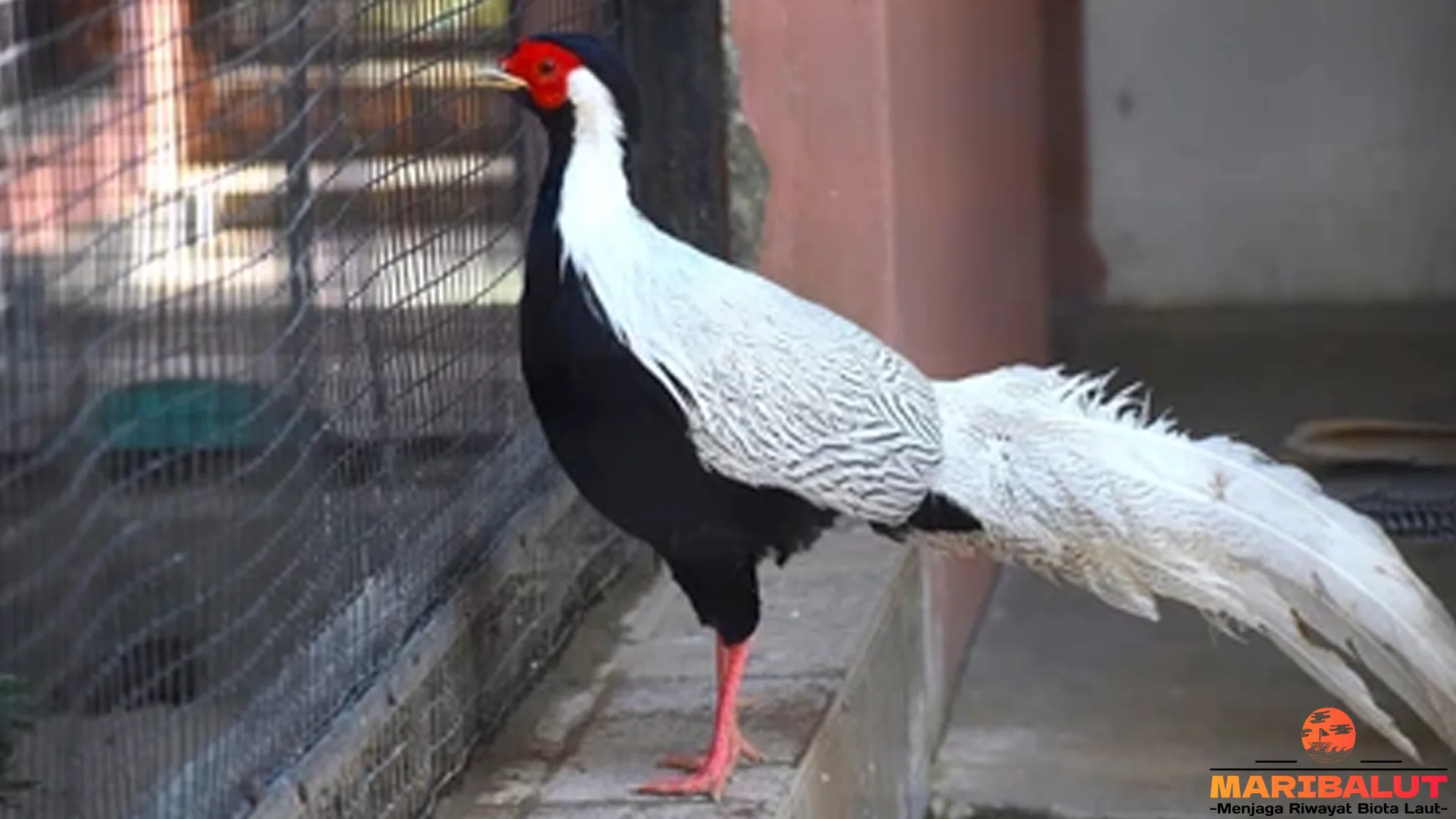 5 Ciri Fisik Burung Sempidan Perak Membuatnya Begitu Memukau 1 5 Ciri Fisik Burung Sempidan Perak Membuatnya Begitu Memukau