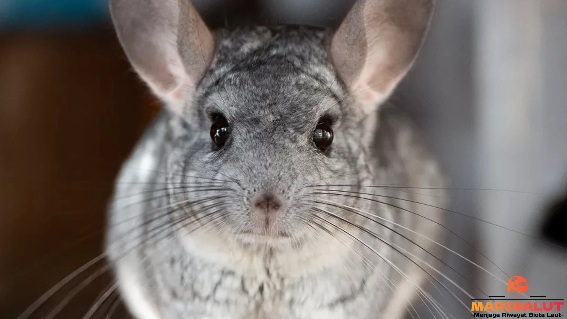 Cincila: 4 Kebiasaan Aneh yang Membuatnya Begitu Menarik