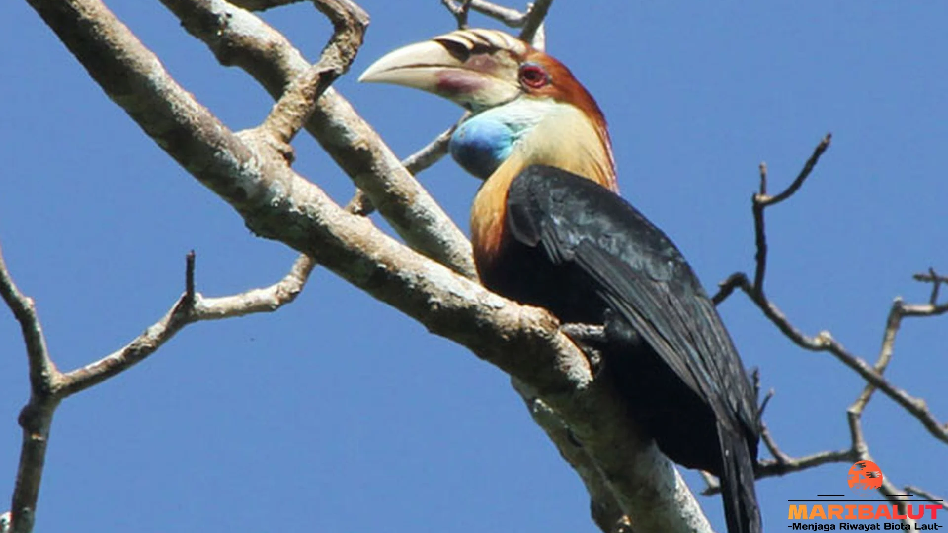 Julang Sumba : 5 Cara Burung Ini Bertahan Hidup di Alam Liar 2 Julang Sumba : 5 Cara Burung Ini Bertahan Hidup di Alam Liar