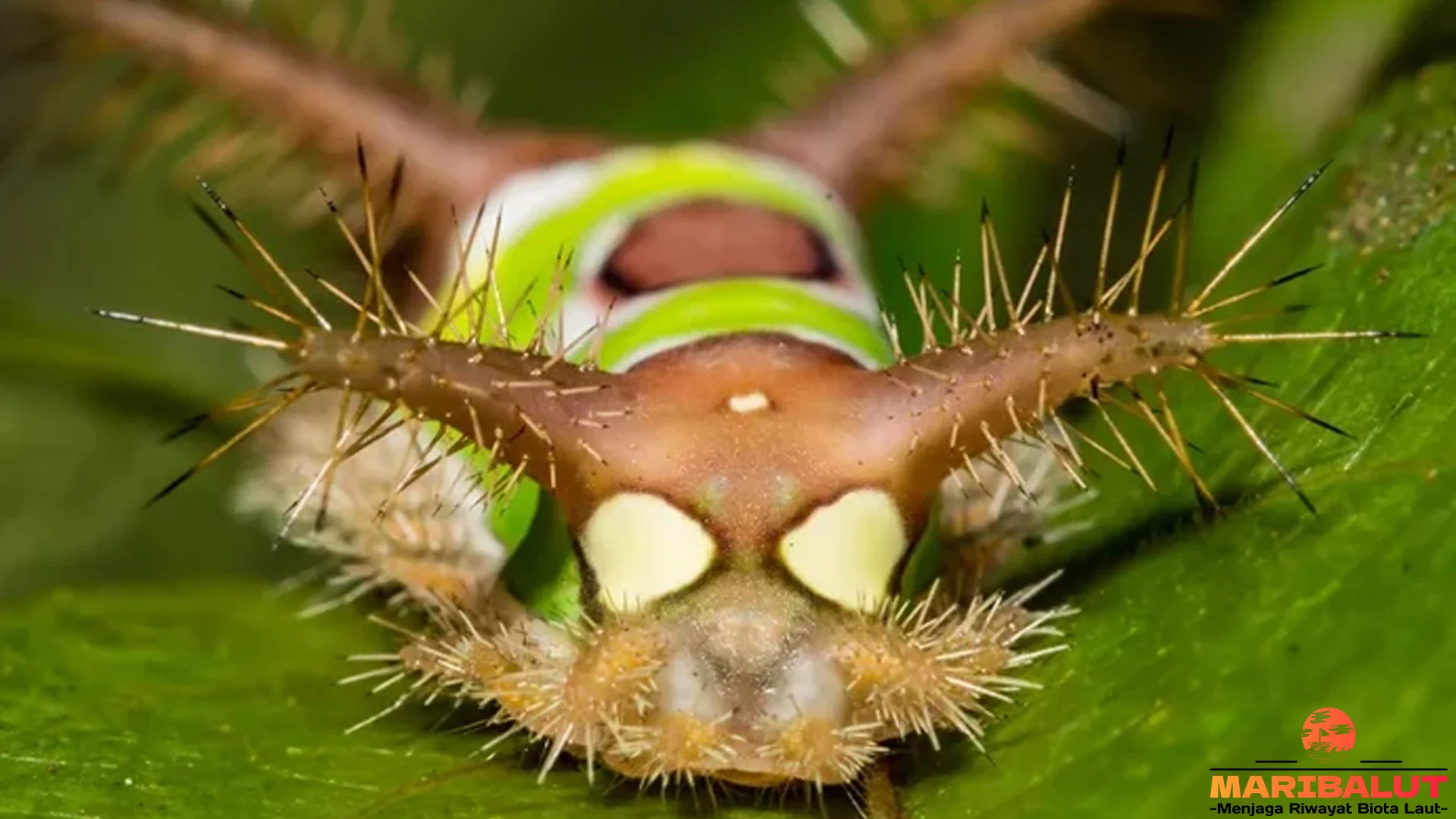 Mengenal Ulat Pelana: 5 Keunikan yang Membuatnya Menarik