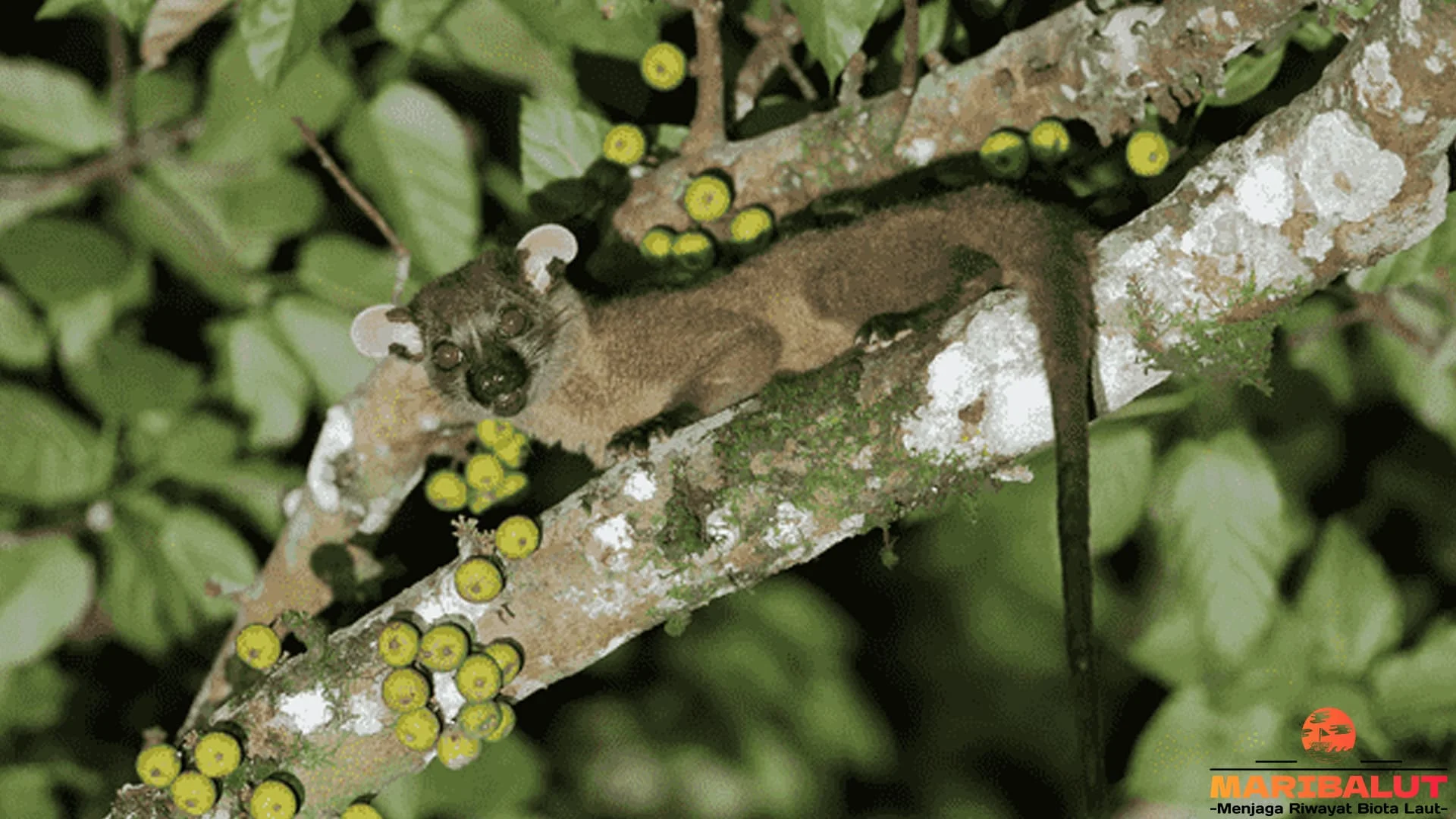 Menikmati 5 Momen Observasi Musang Akar di Habitat Asli
