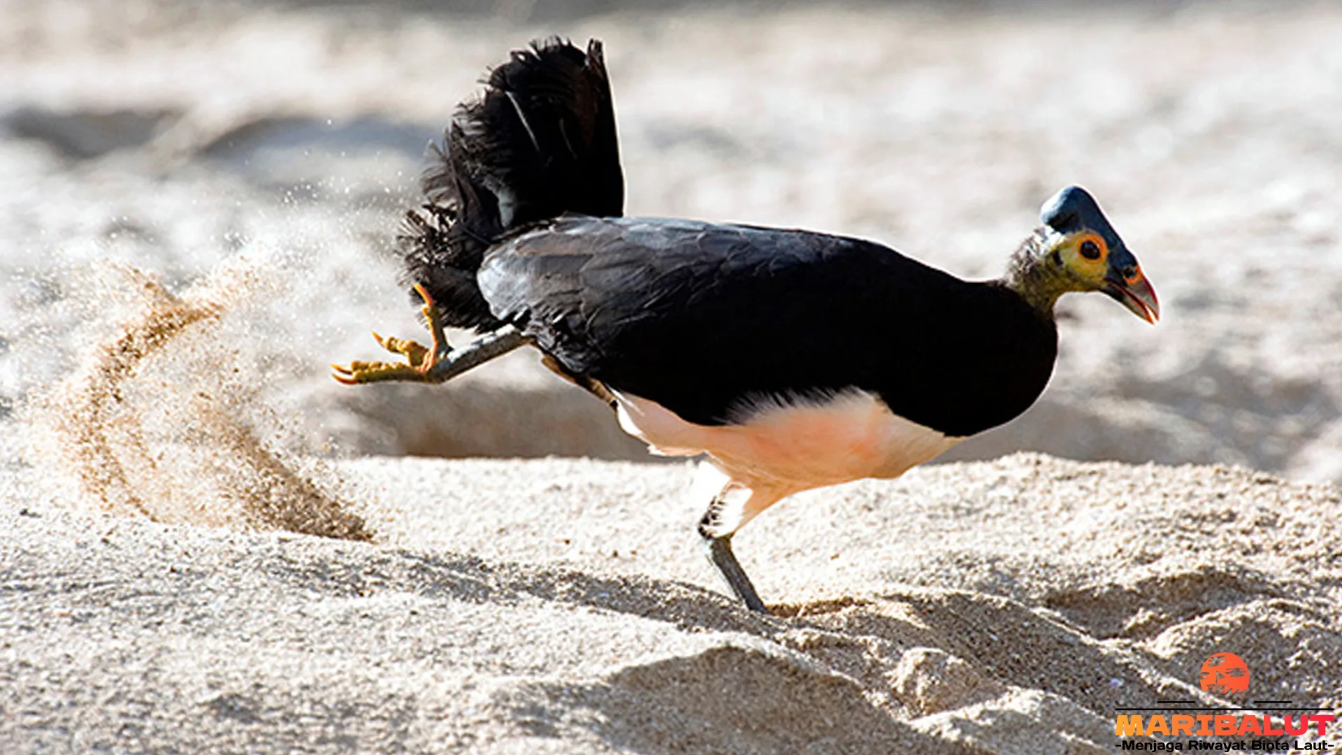 Maleo Senkawor Punya 5 Ciri Unik yang Bikin Peneliti Kagum 2 Maleo Senkawor Punya 5 Ciri Unik yang Bikin Peneliti Kagum