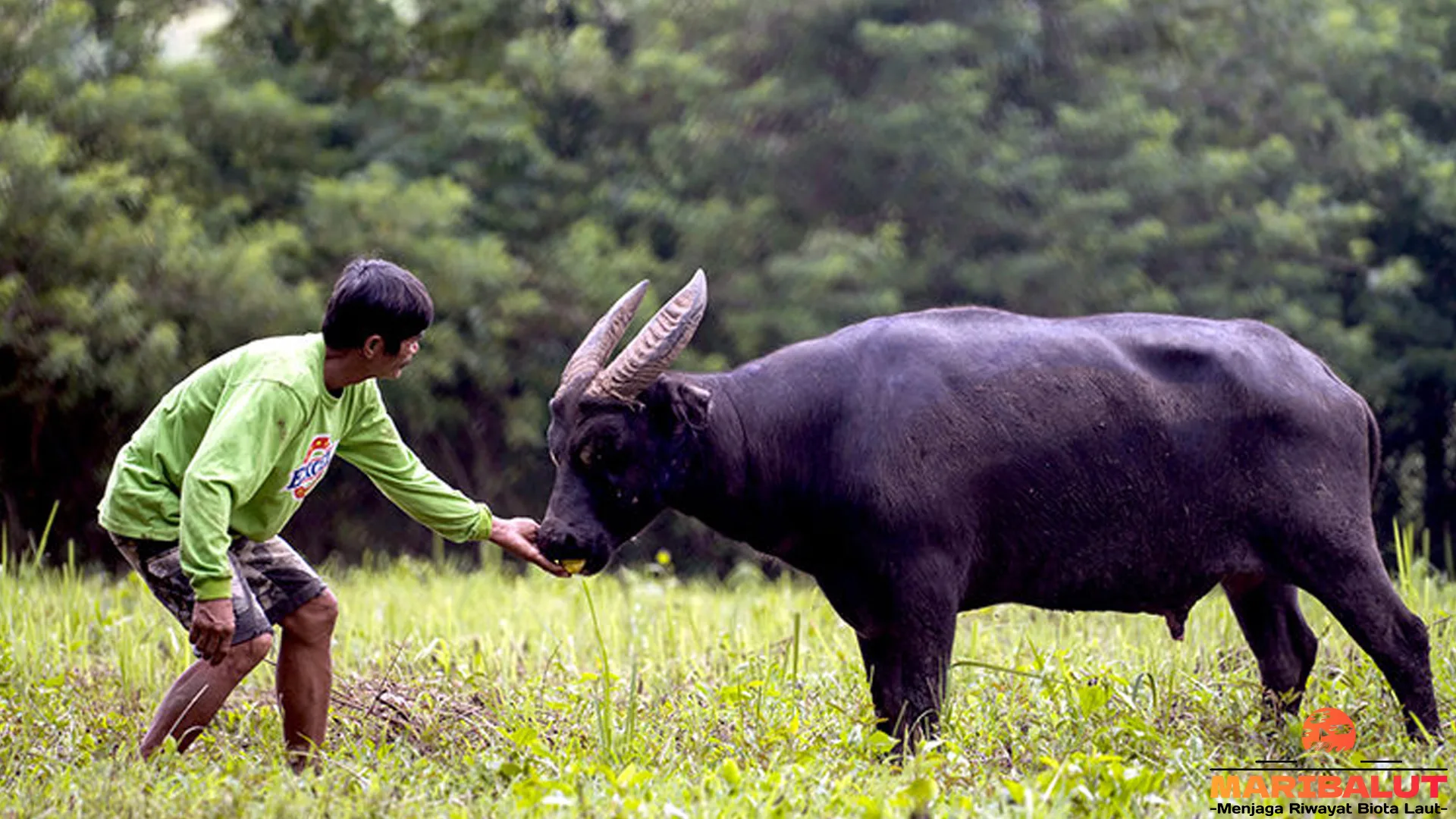 Tamaraw: 5 Keajaiban yang Terjadi pada Hewan Langka ini 2 Tamaraw: 5 Keajaiban yang Terjadi pada Hewan Langka ini
