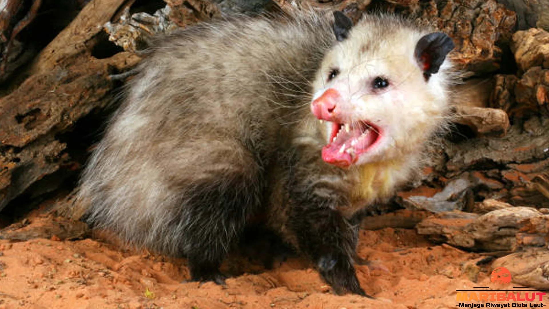 4 Keunikan Oposum yang Mungkin Belum Kamu Ketahui 4 4 Keunikan Oposum yang Mungkin Belum Kamu Ketahui