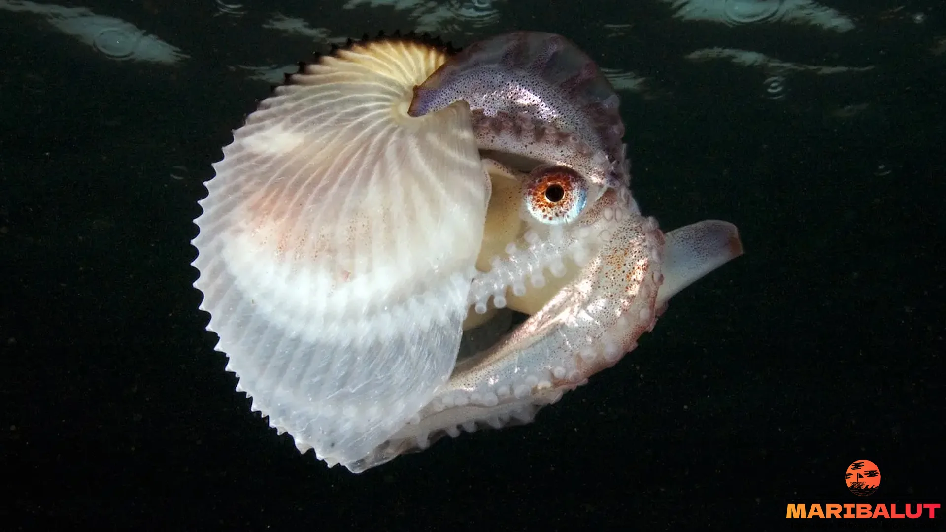 Argonauta: 5 Fakta Mengenai Hewan Laut yang Menarik 1 Argonauta: 5 Fakta Mengenai Hewan Laut yang Menarik